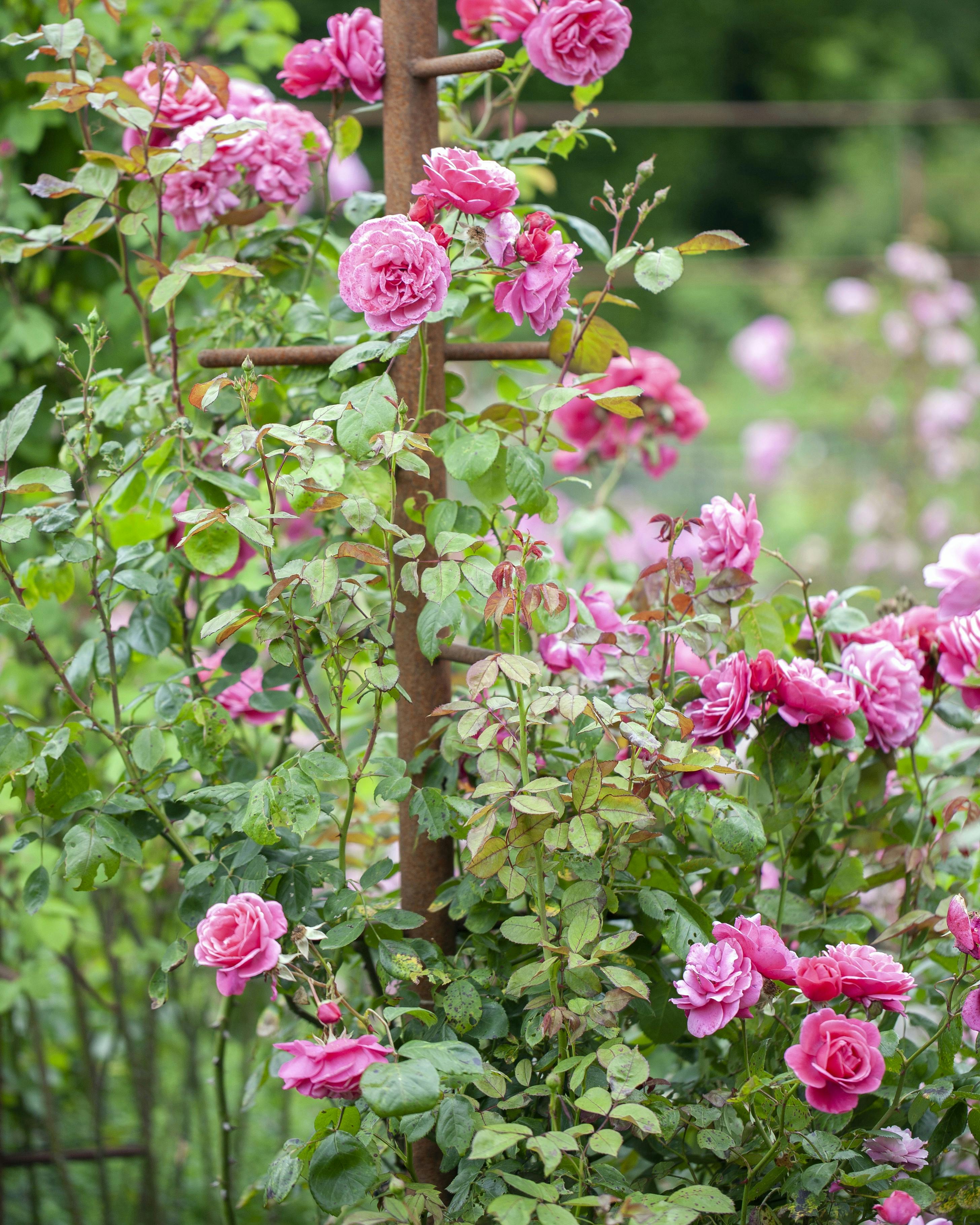 Klatrerosen ‘Ètude’ har her fået et stativ, men har også brug for opbinding.