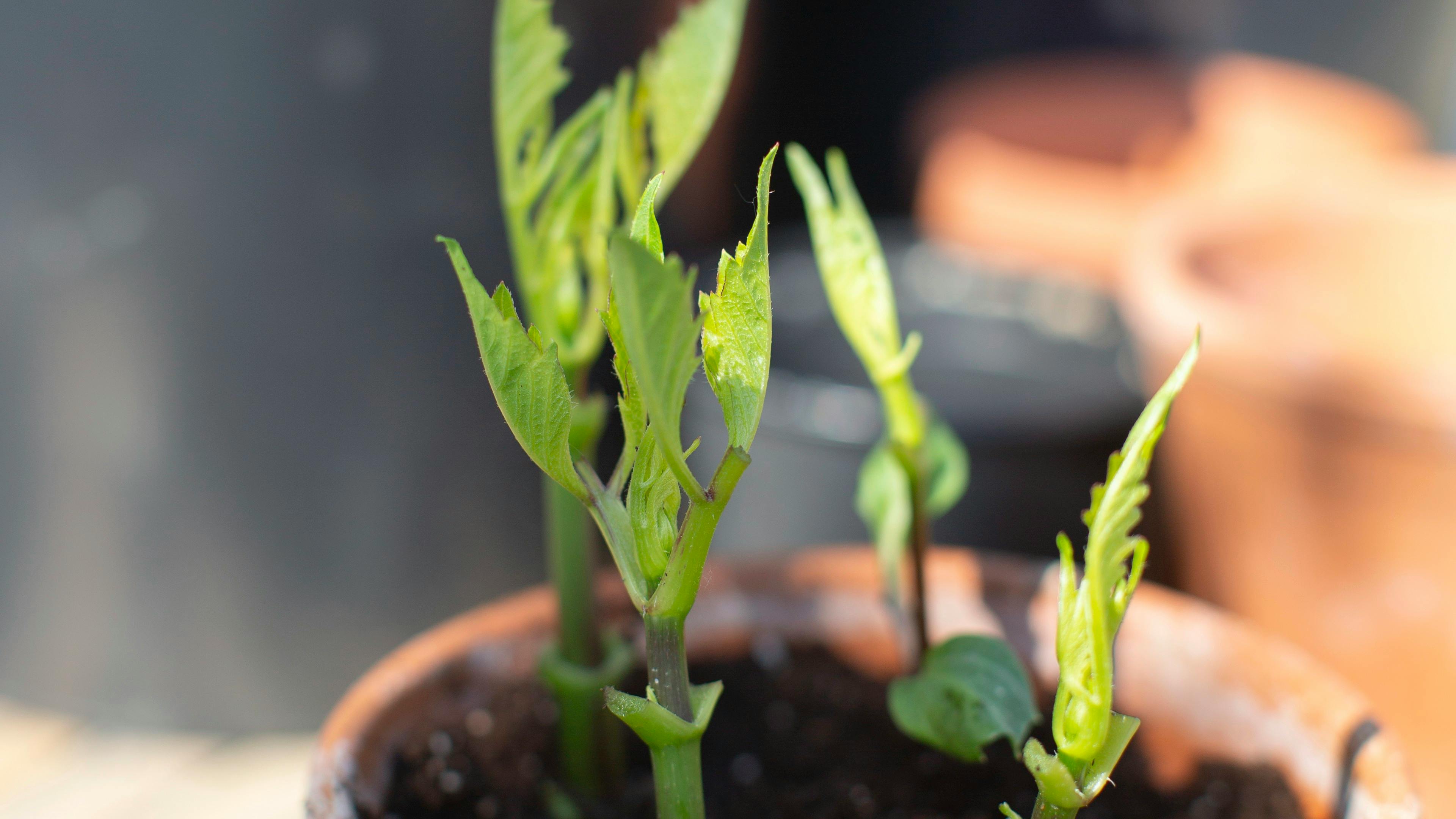 Stiklinger af dahlia