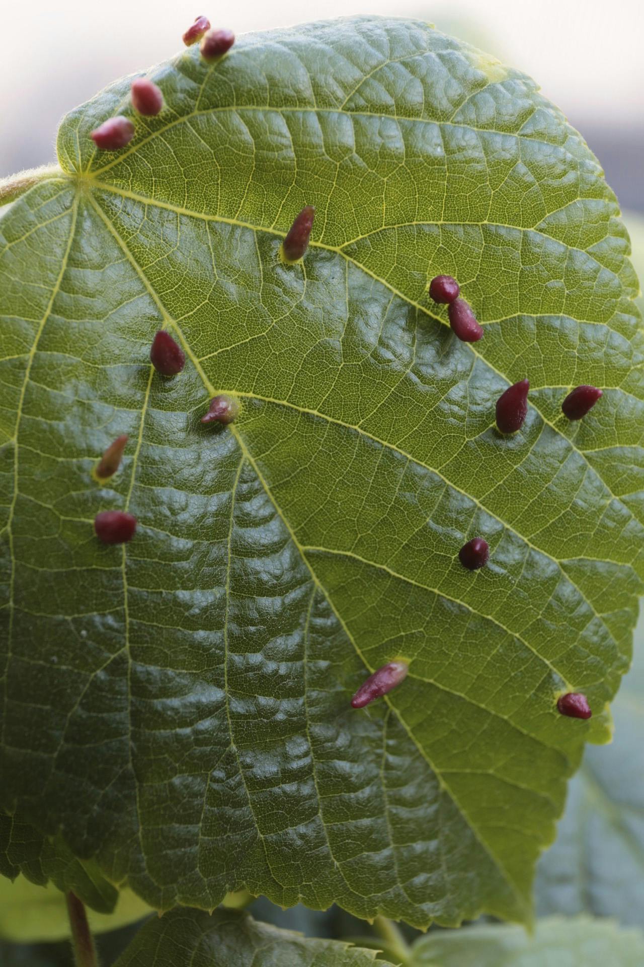galmider på blad