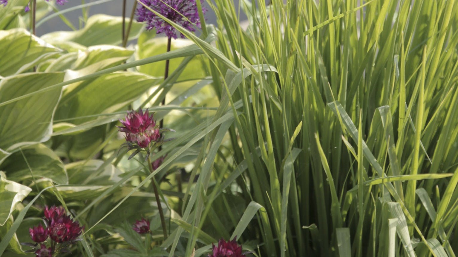 Trætte løg i haven