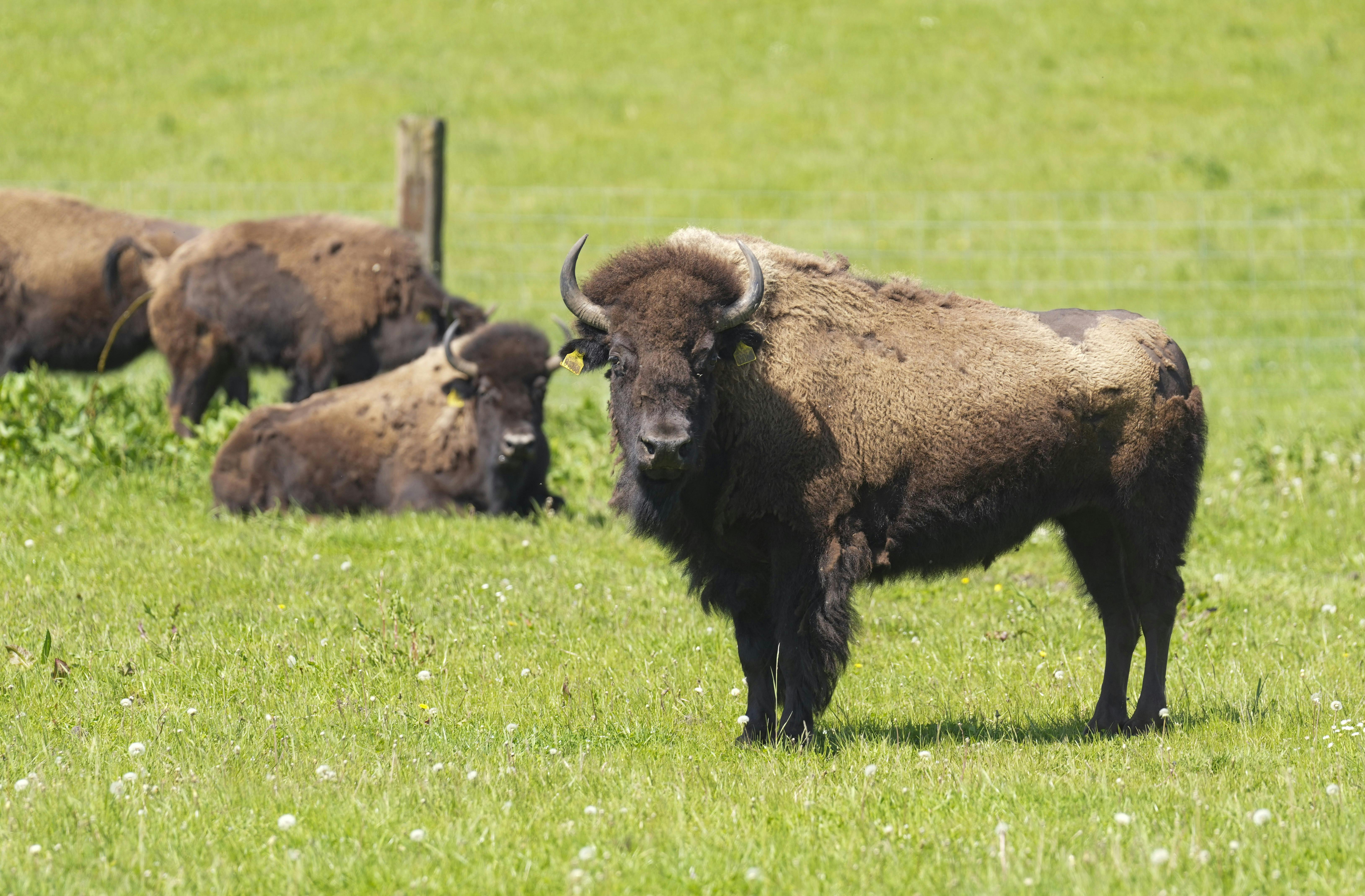 22 amerikanske bisonokser