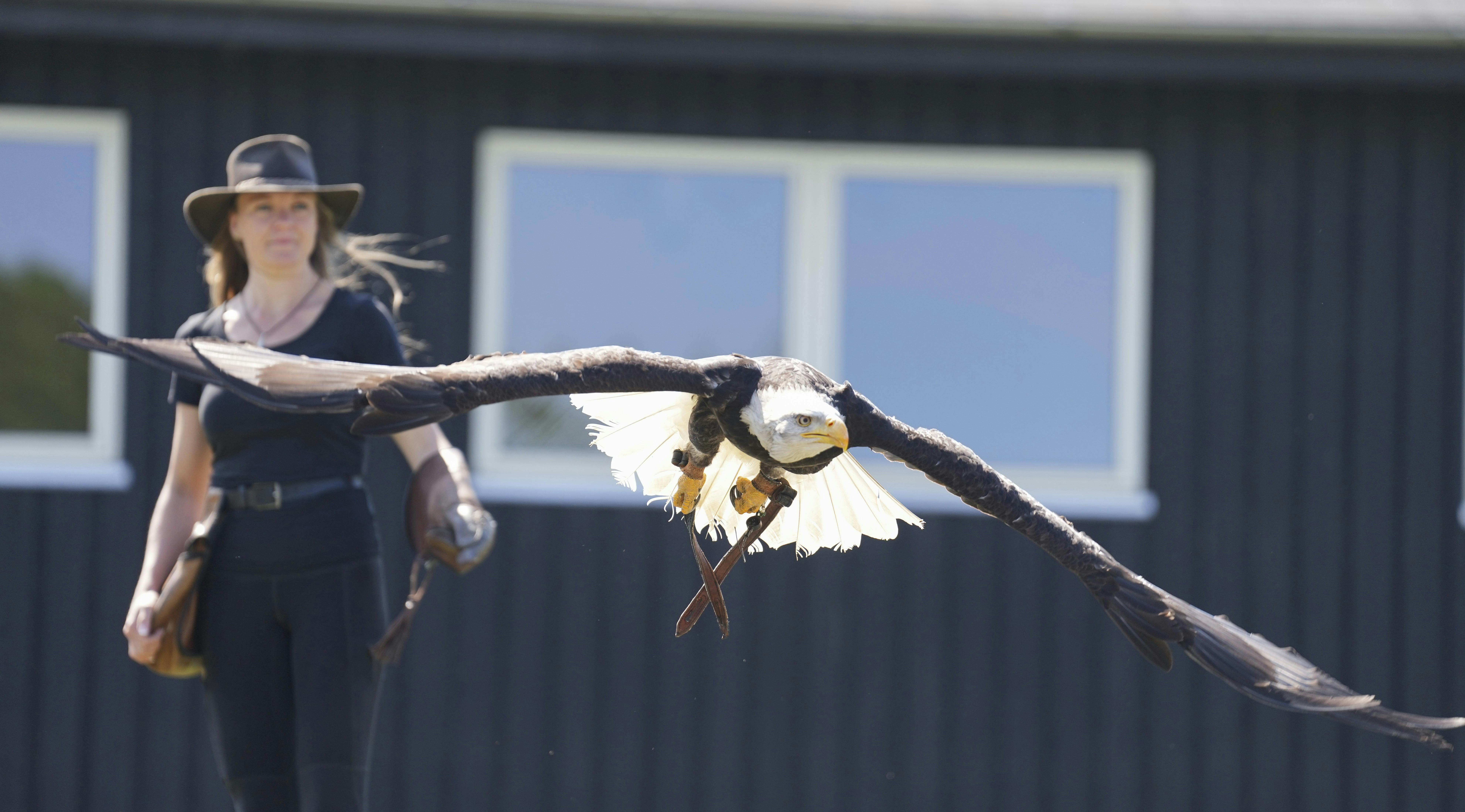 Havørnen Epo og Isabella