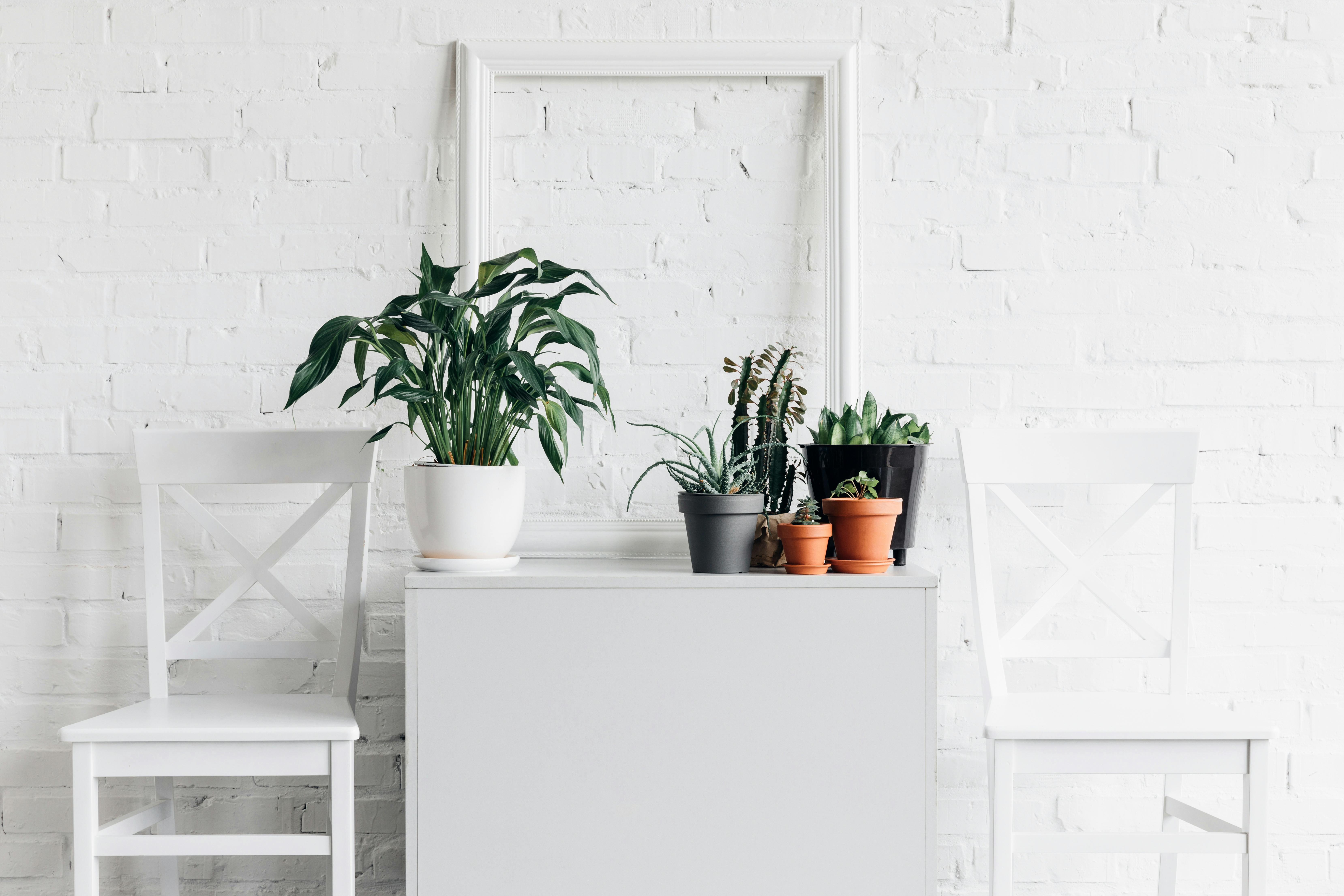 house decor with houseplants in front of white brick wall, mockup concept