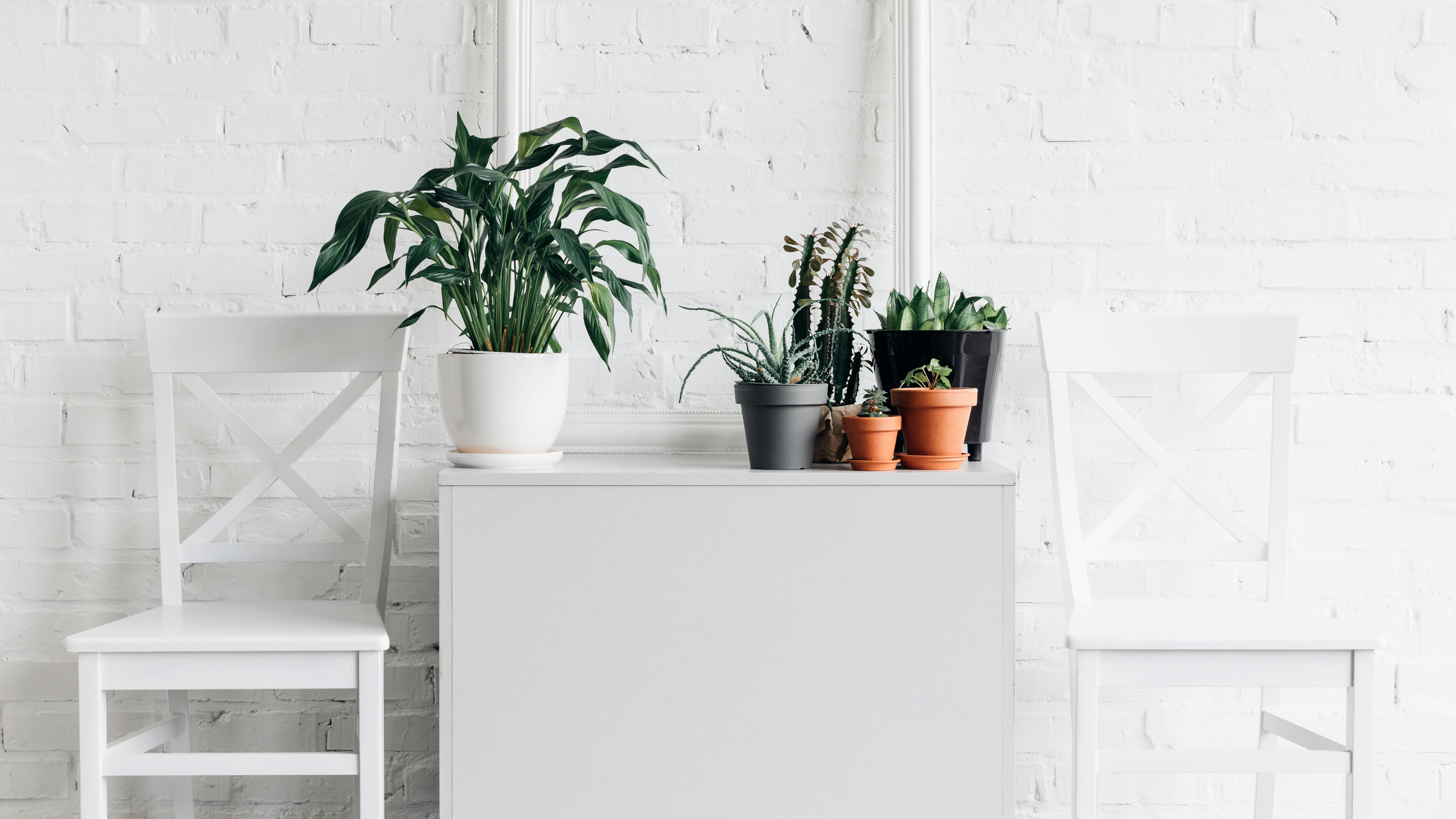 house decor with houseplants in front of white brick wall, mockup concept