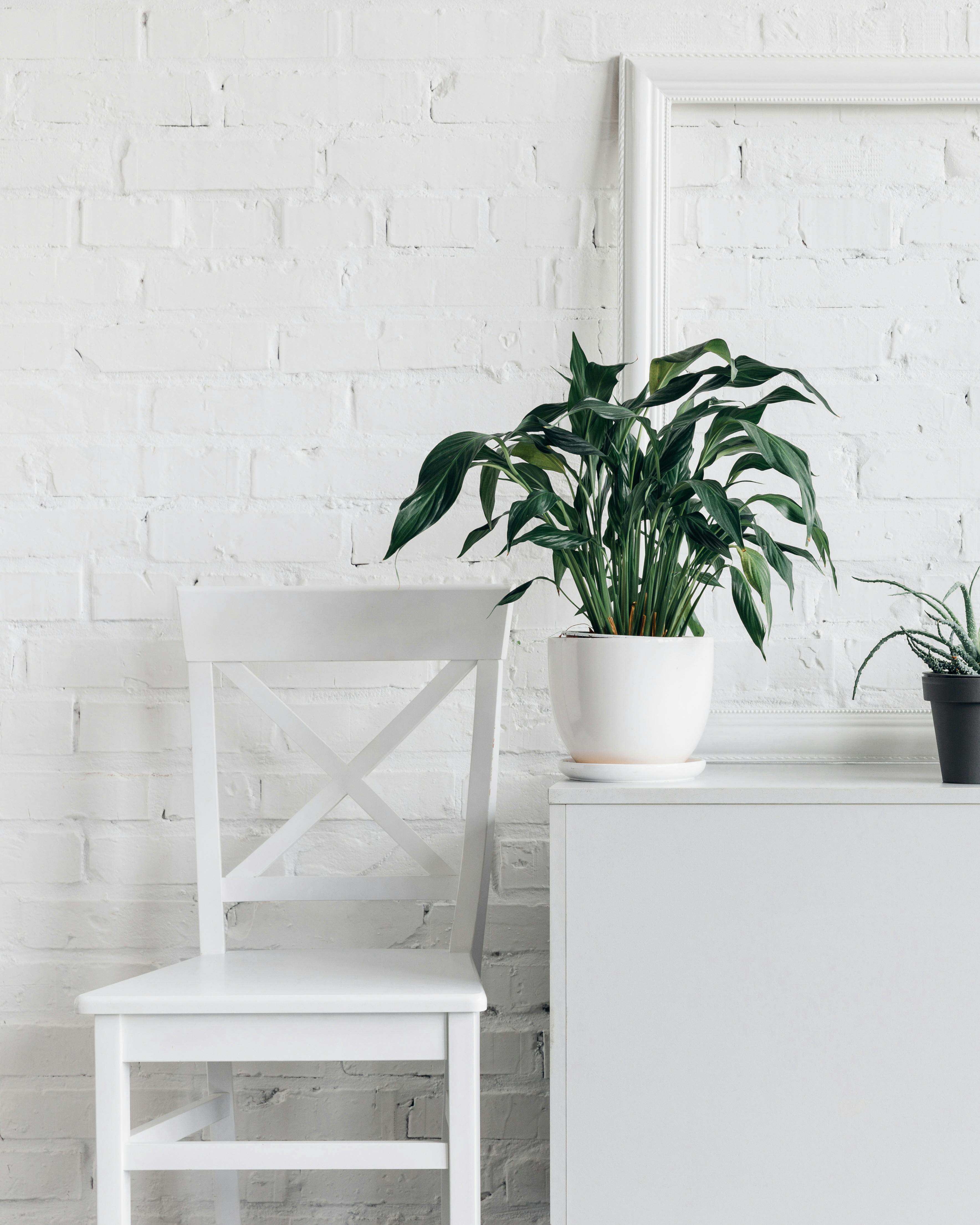 house decor with houseplants in front of white brick wall, mockup concept