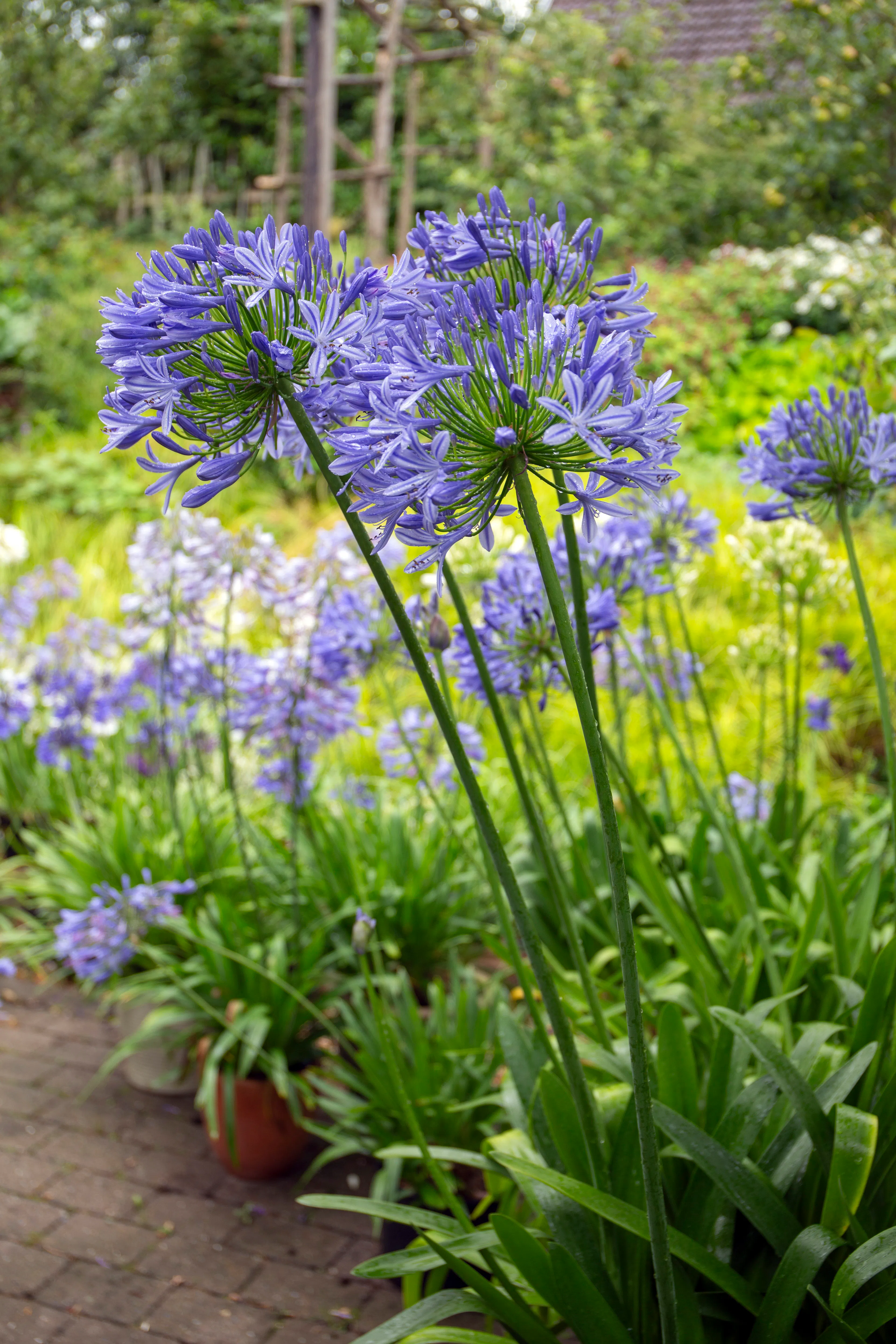 Agapanthus: Hold gang i blomstringen | Familie Journal