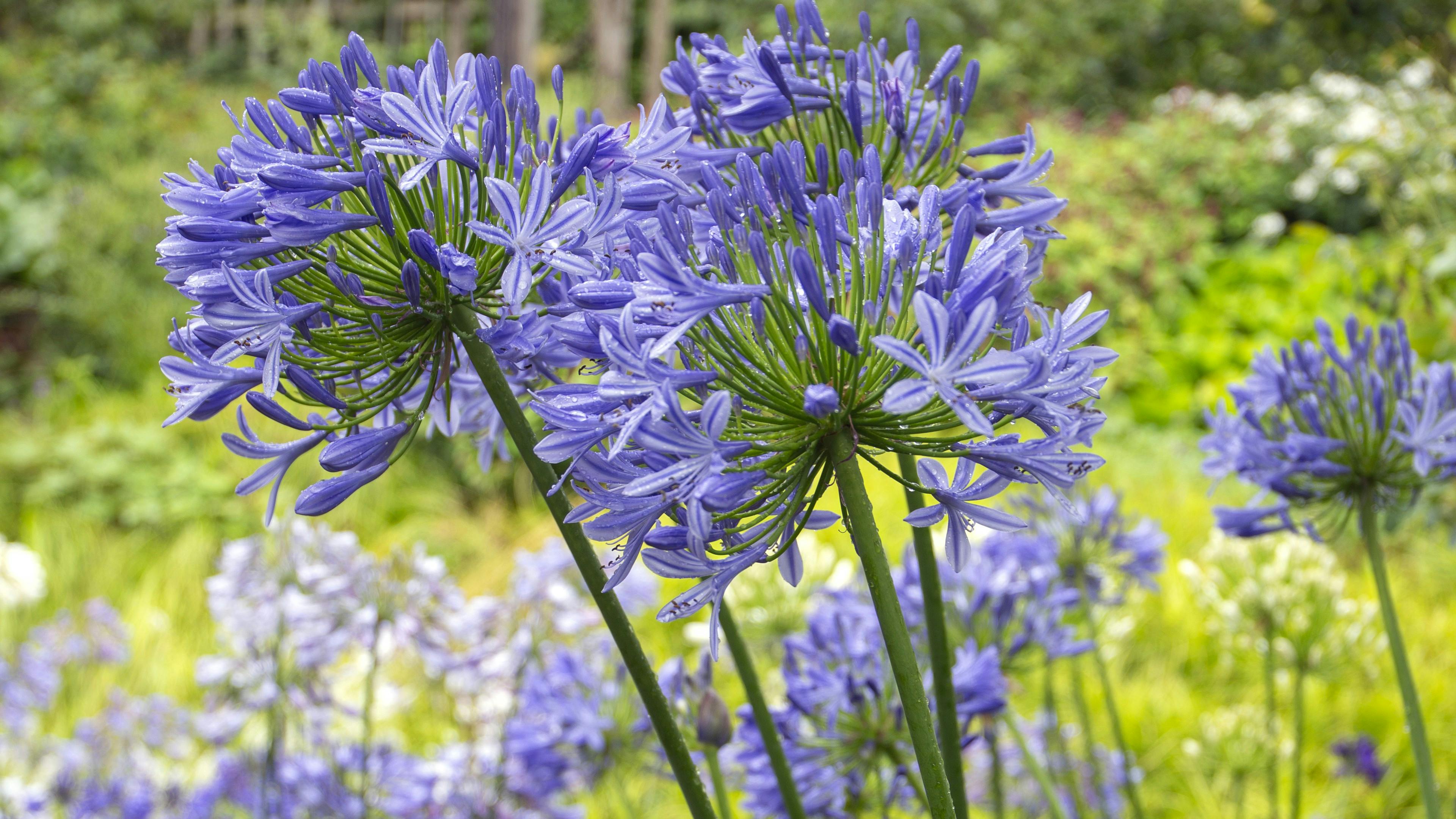 Agapanthus