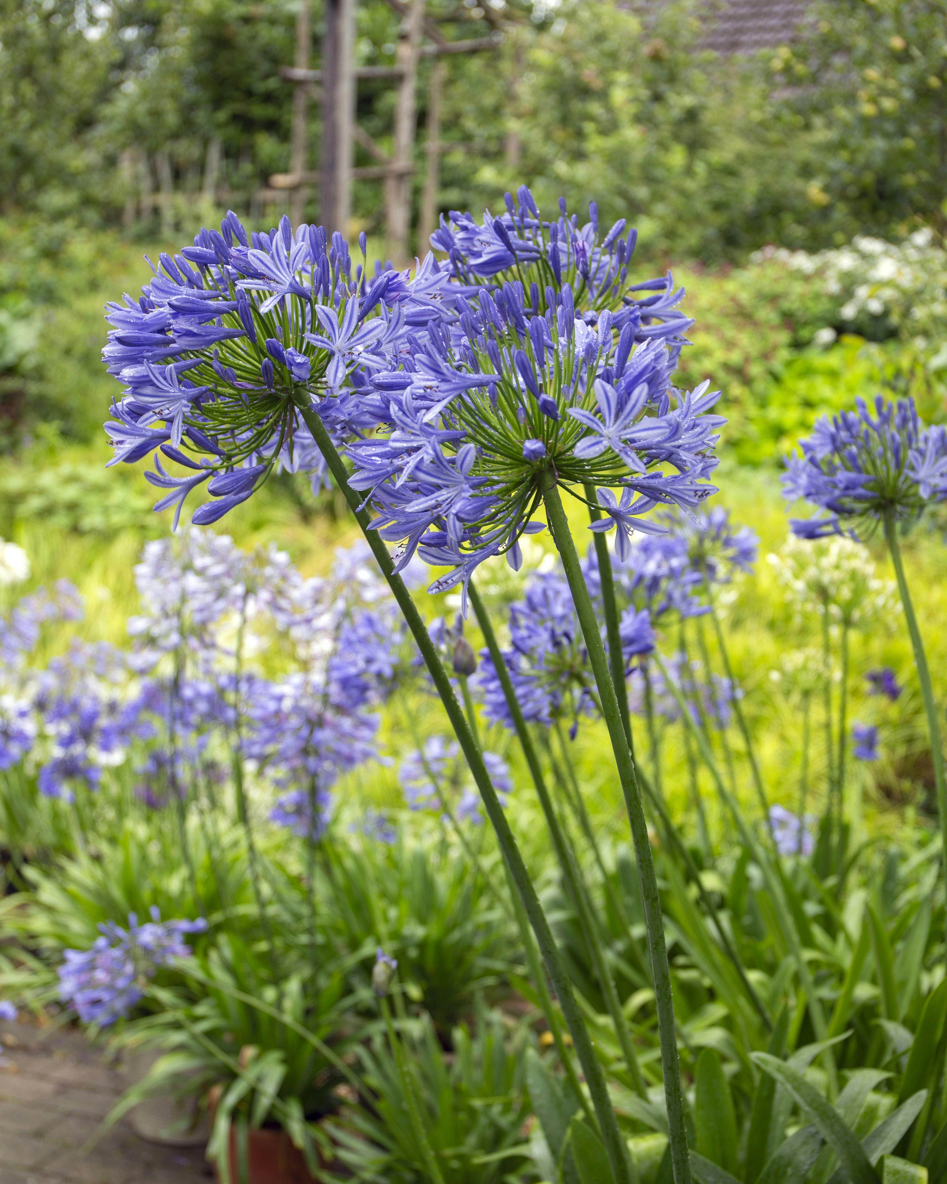 Agapanthus