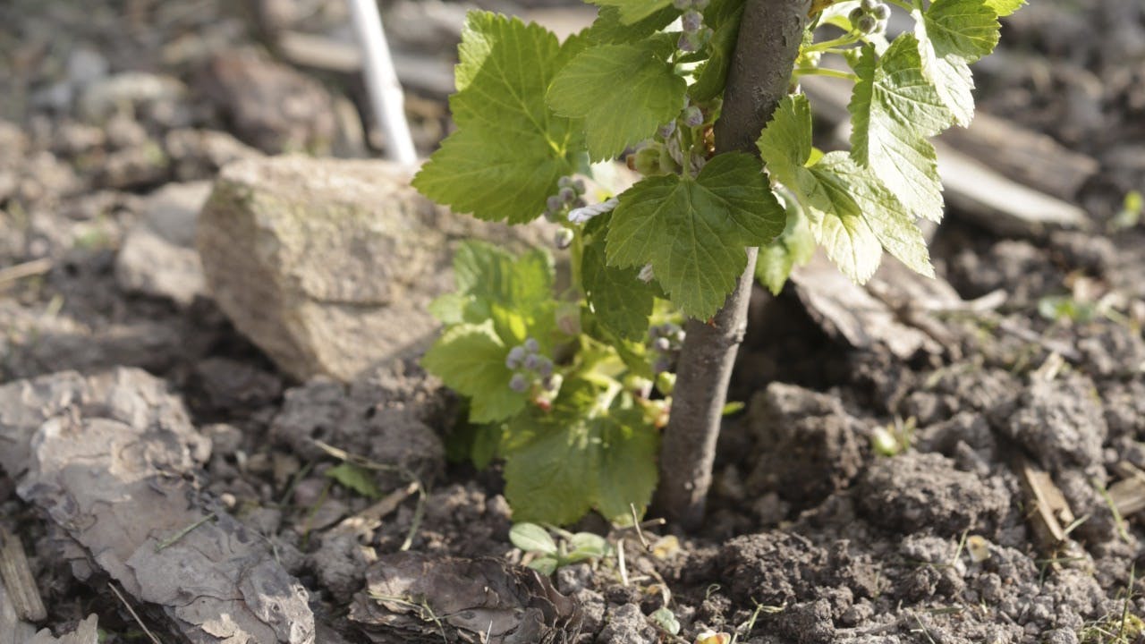stiklinger fra frugtbusk