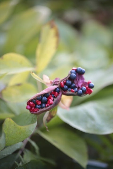 Frøstanden hos svovlpæonen, Paeonia mlokosewitschii.