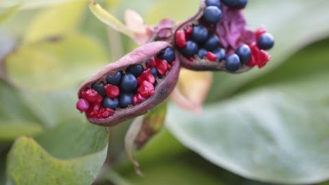 Frøstanden hos svovlpæonen, Paeonia mlokosewitschii.