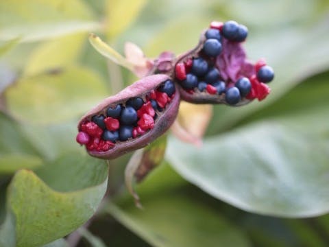 Frøstanden hos svovlpæonen, Paeonia mlokosewitschii.