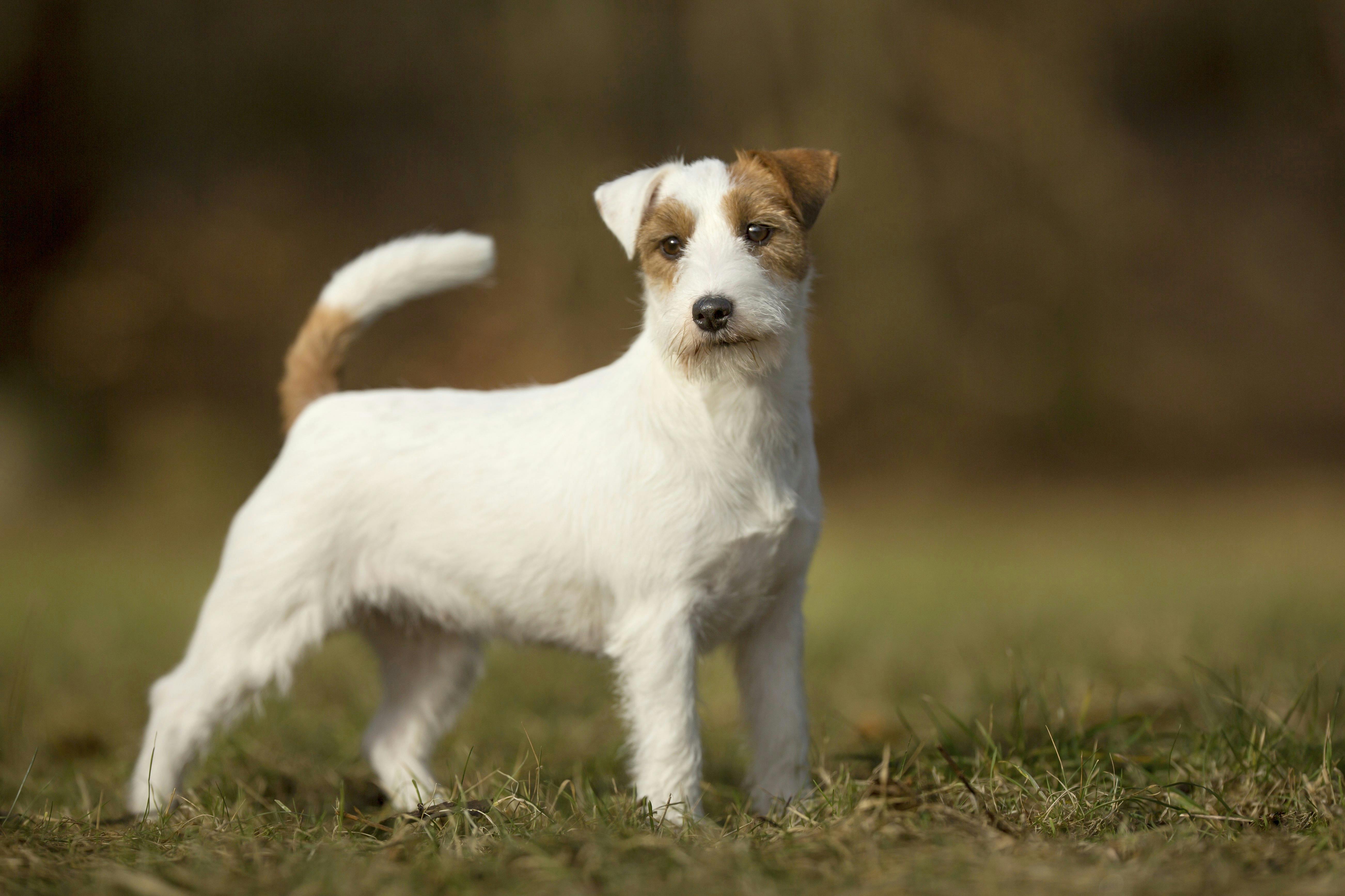 Jack Russell terrier