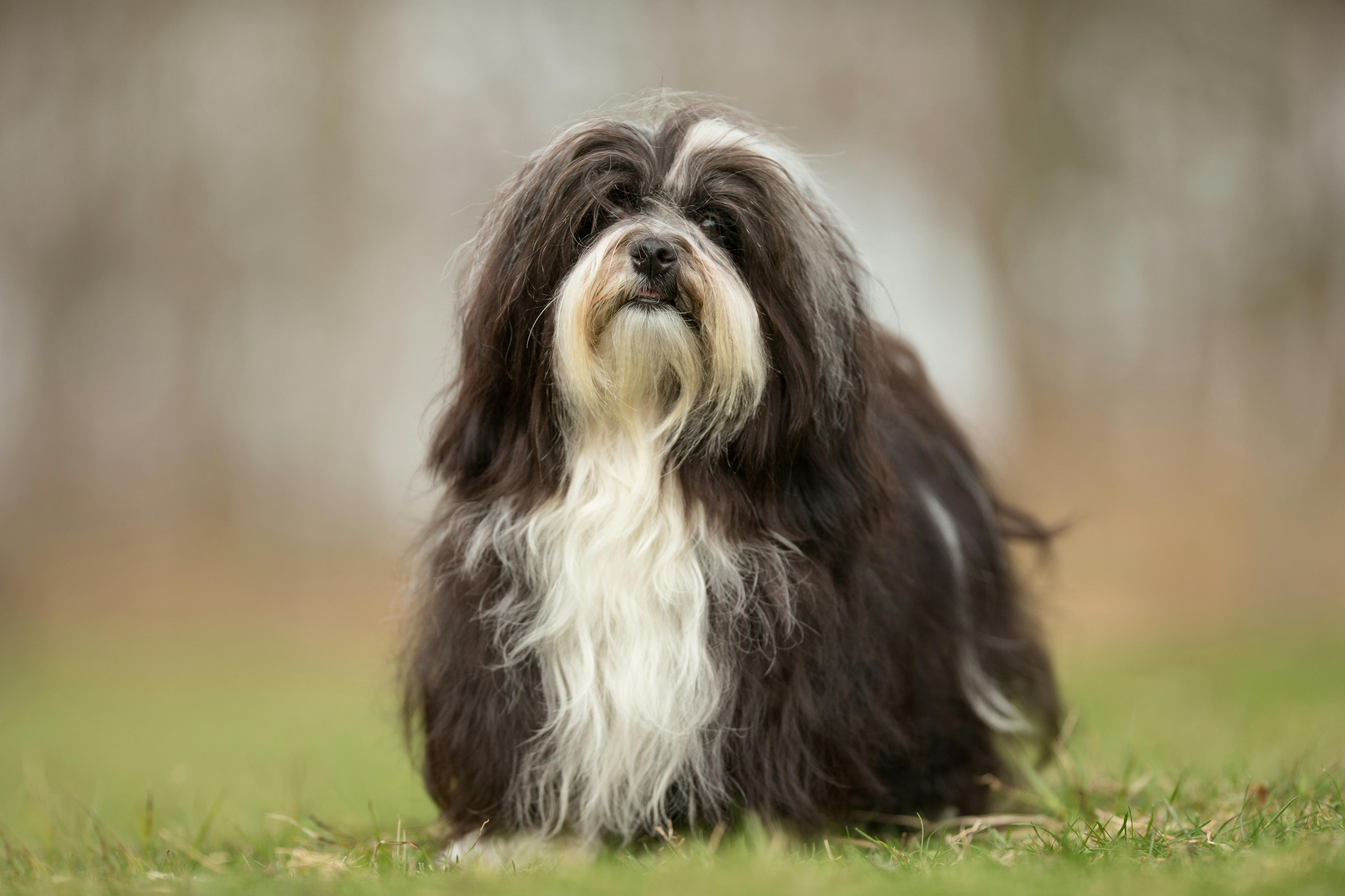 Healthy purebred dog photographed outdoors in the nature on a sunny day.