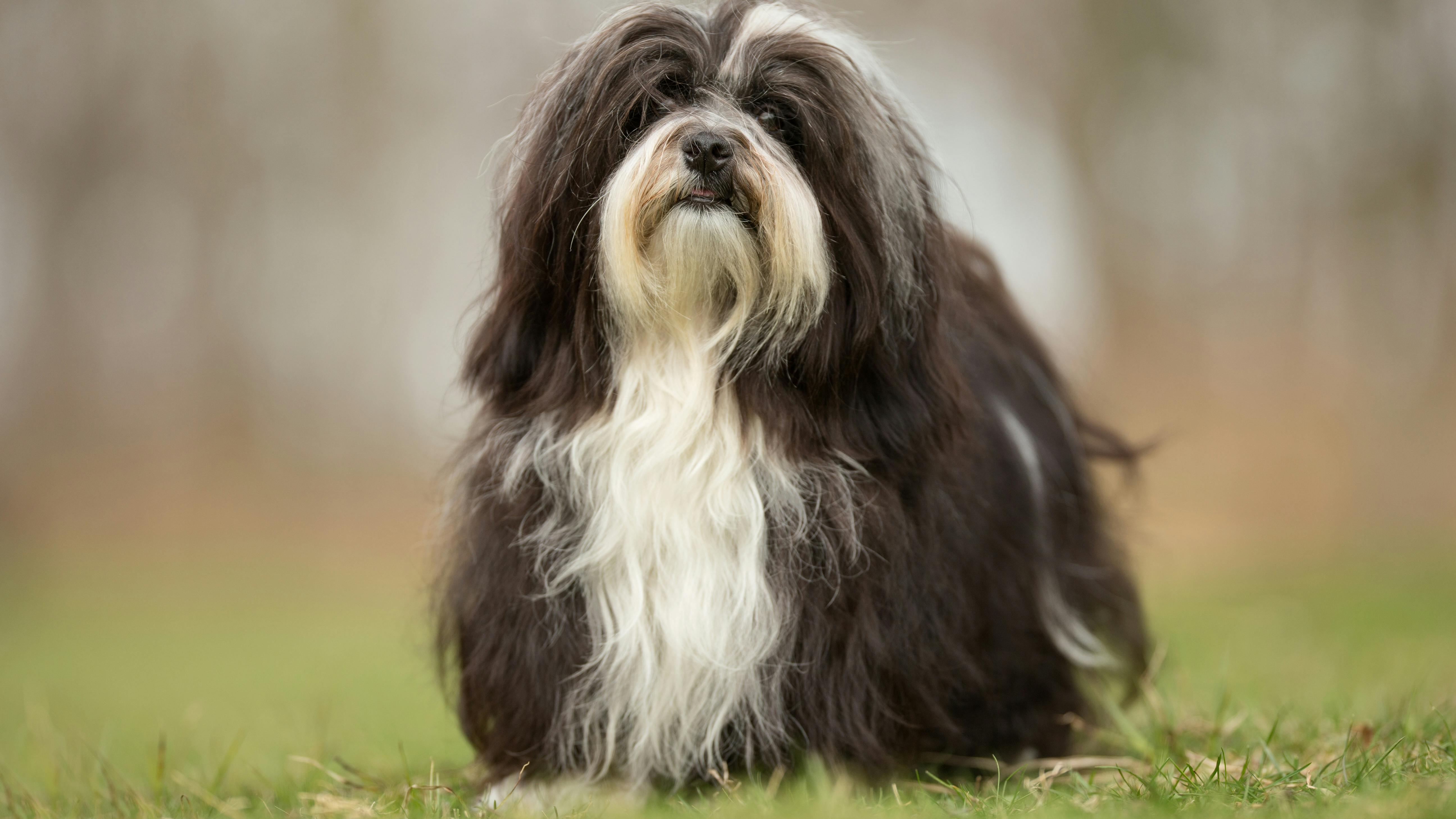 Healthy purebred dog photographed outdoors in the nature on a sunny day.