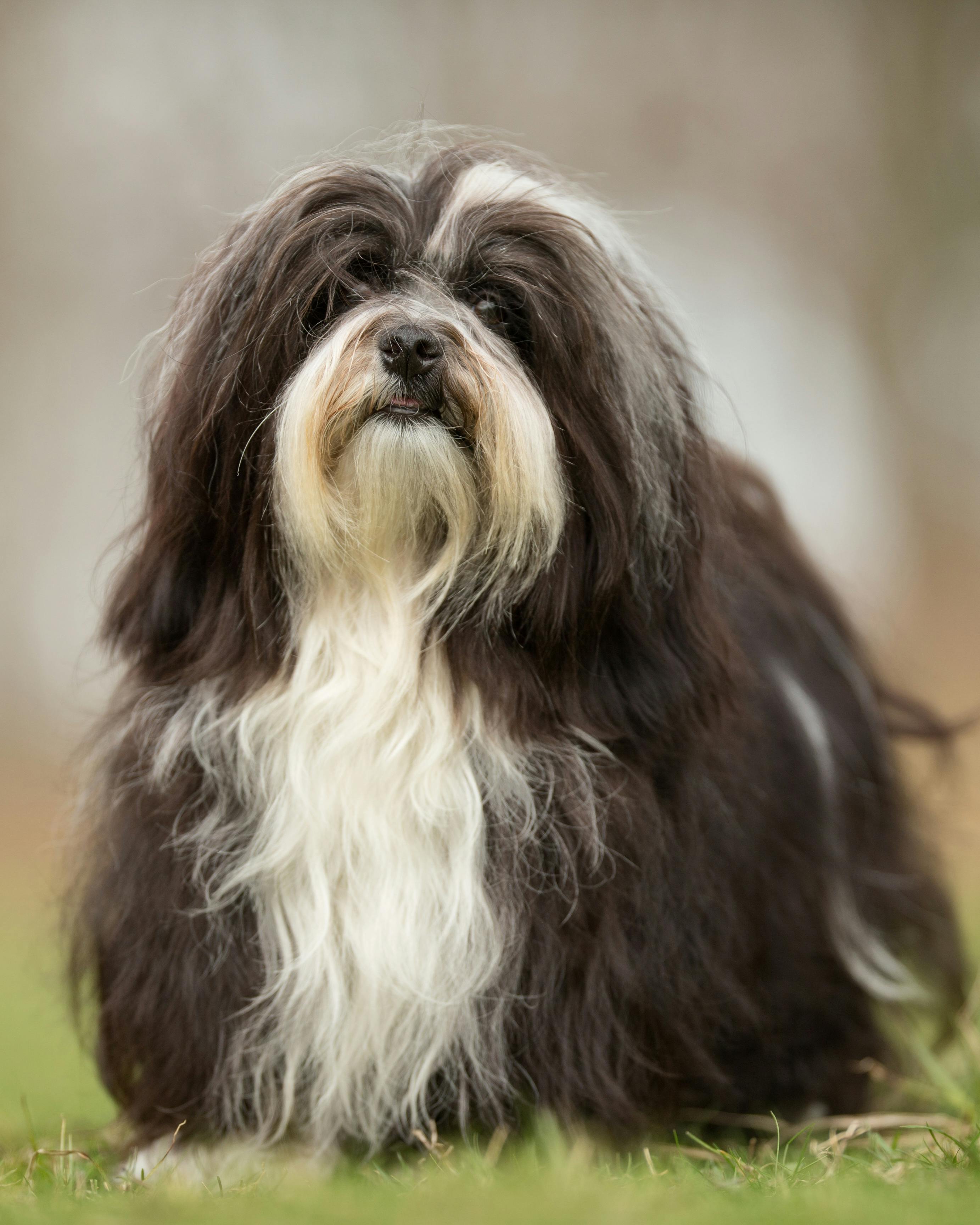 Healthy purebred dog photographed outdoors in the nature on a sunny day.