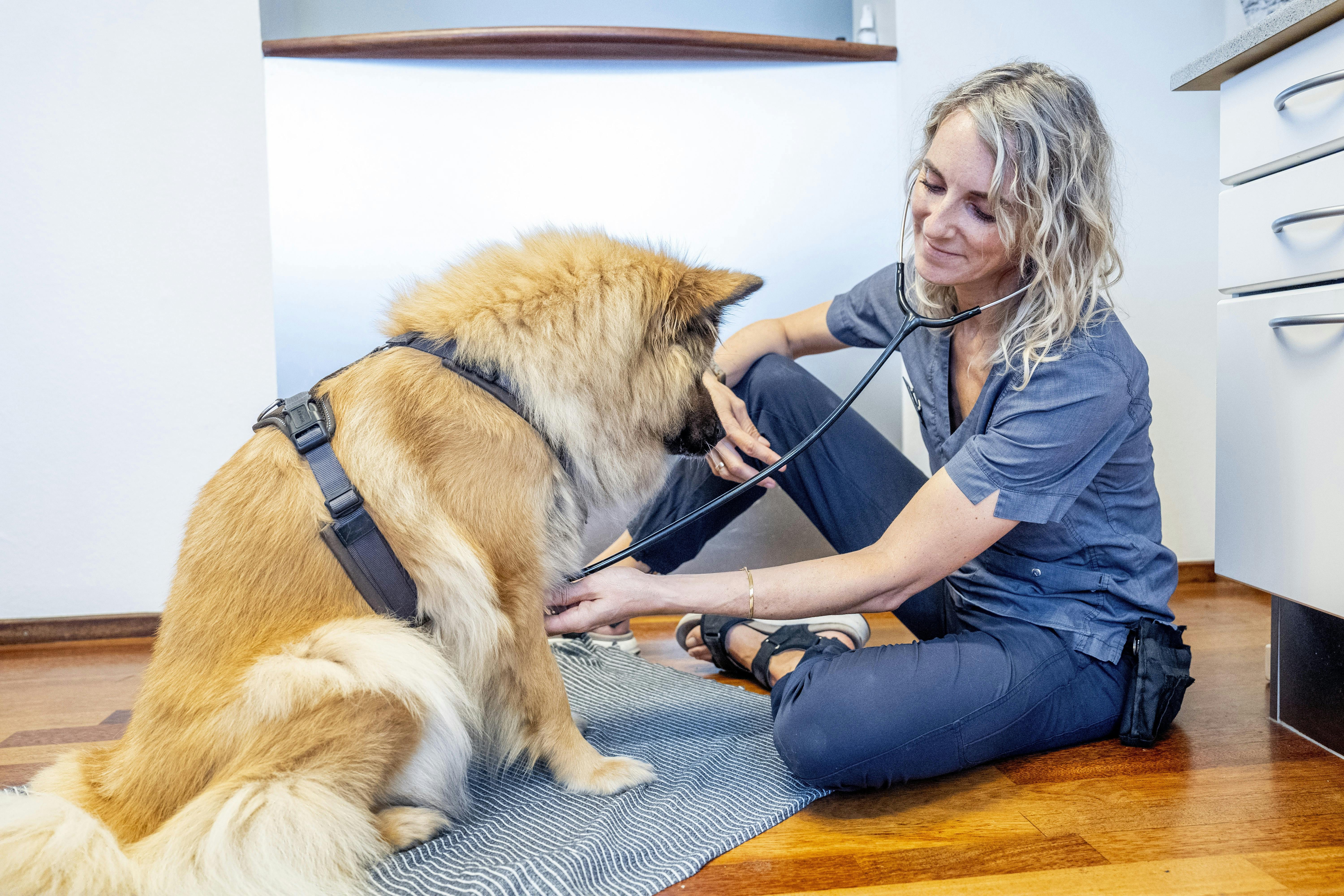 Hundeklinikken