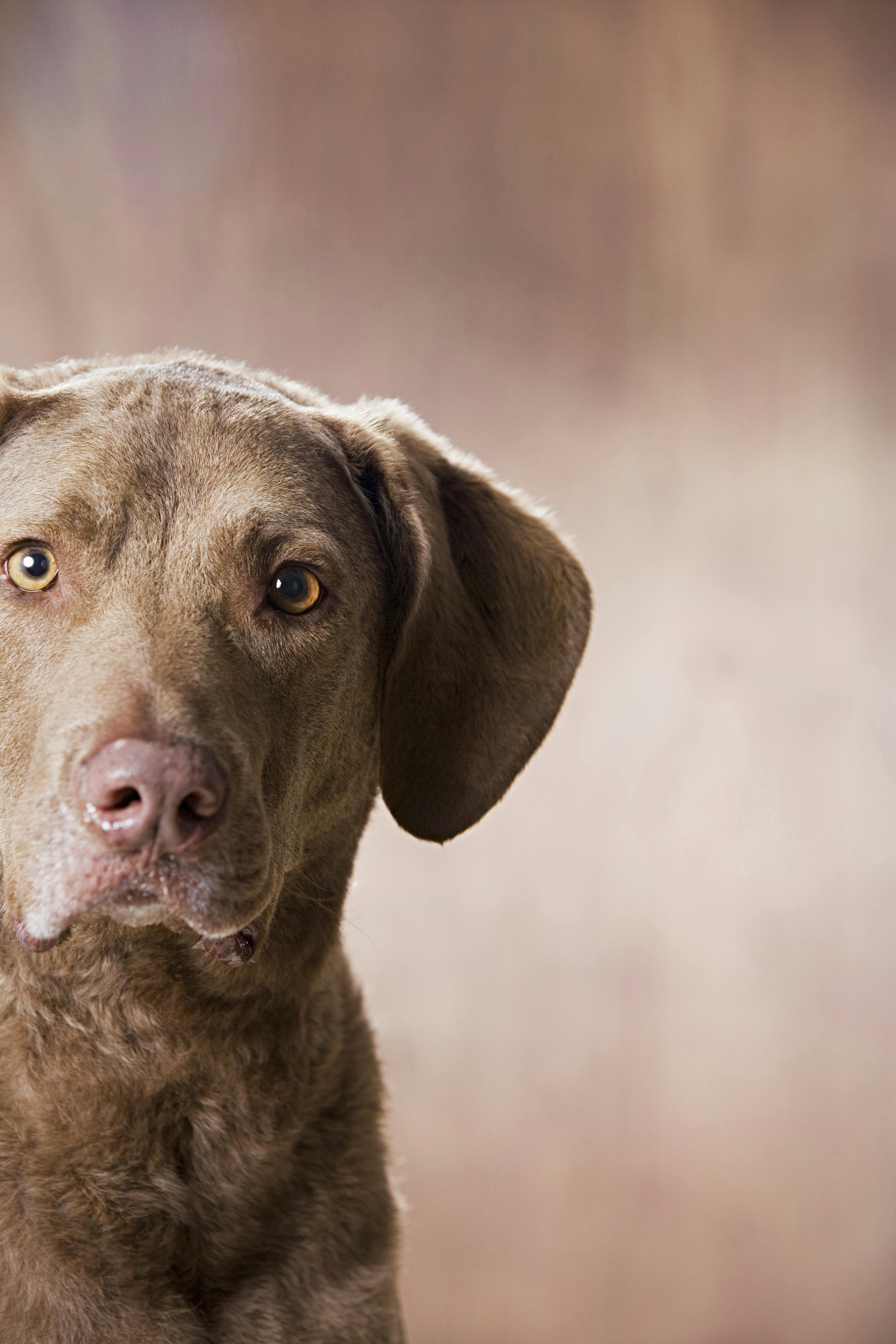 Chesapeake bay retriever