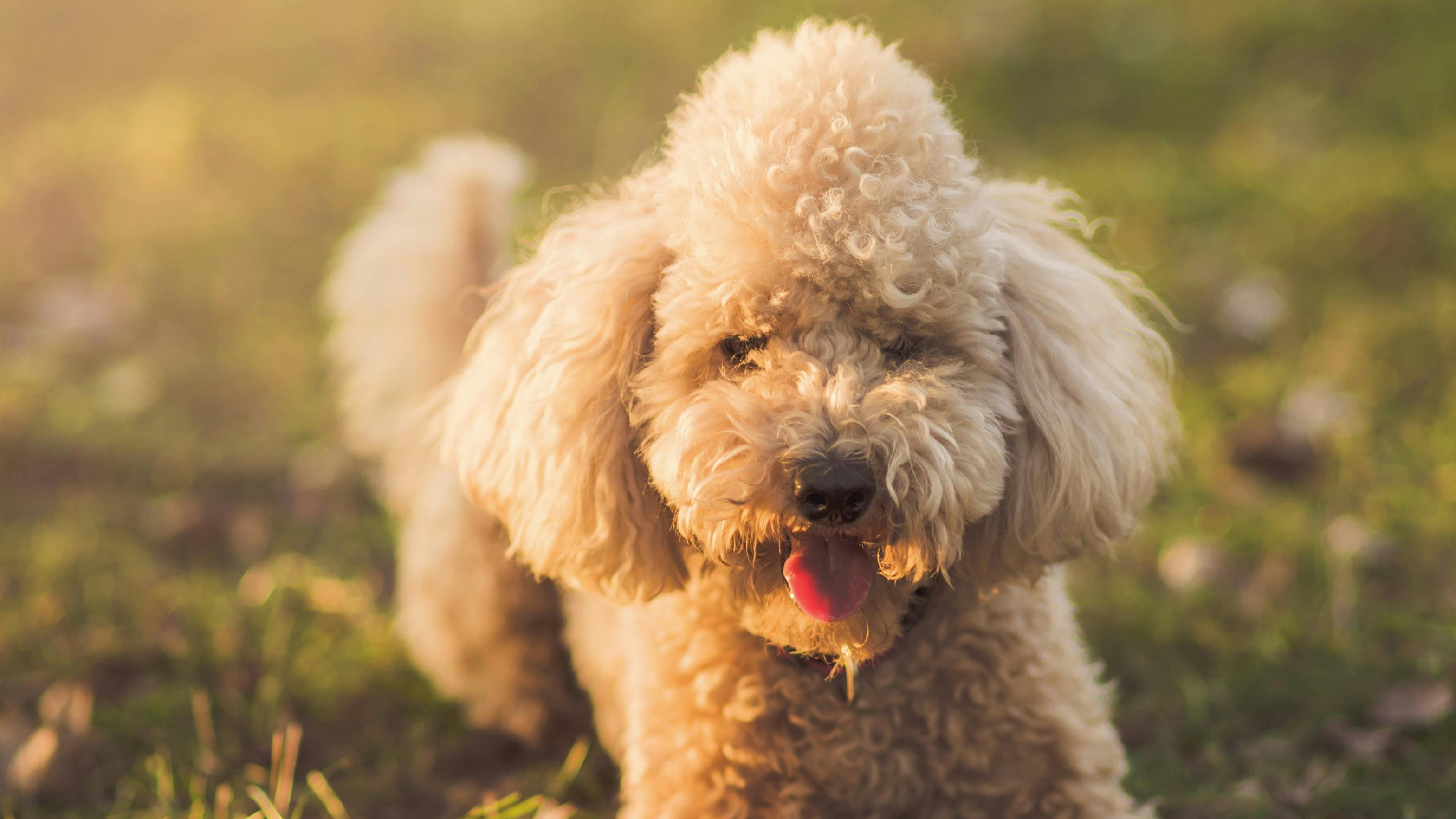 Minipudel ligger på græsplæne