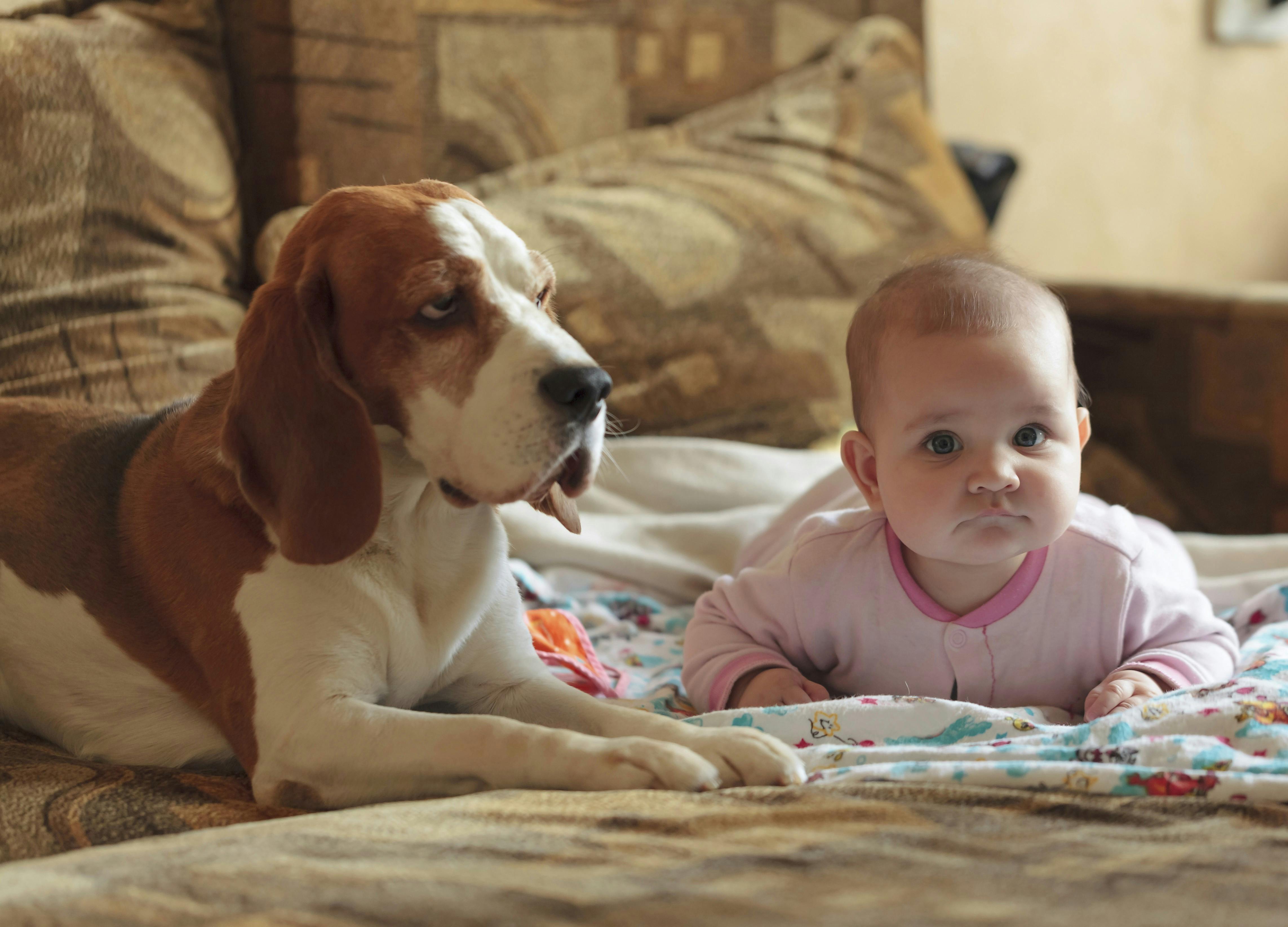 Hund ligger ved siden af baby på tæppe