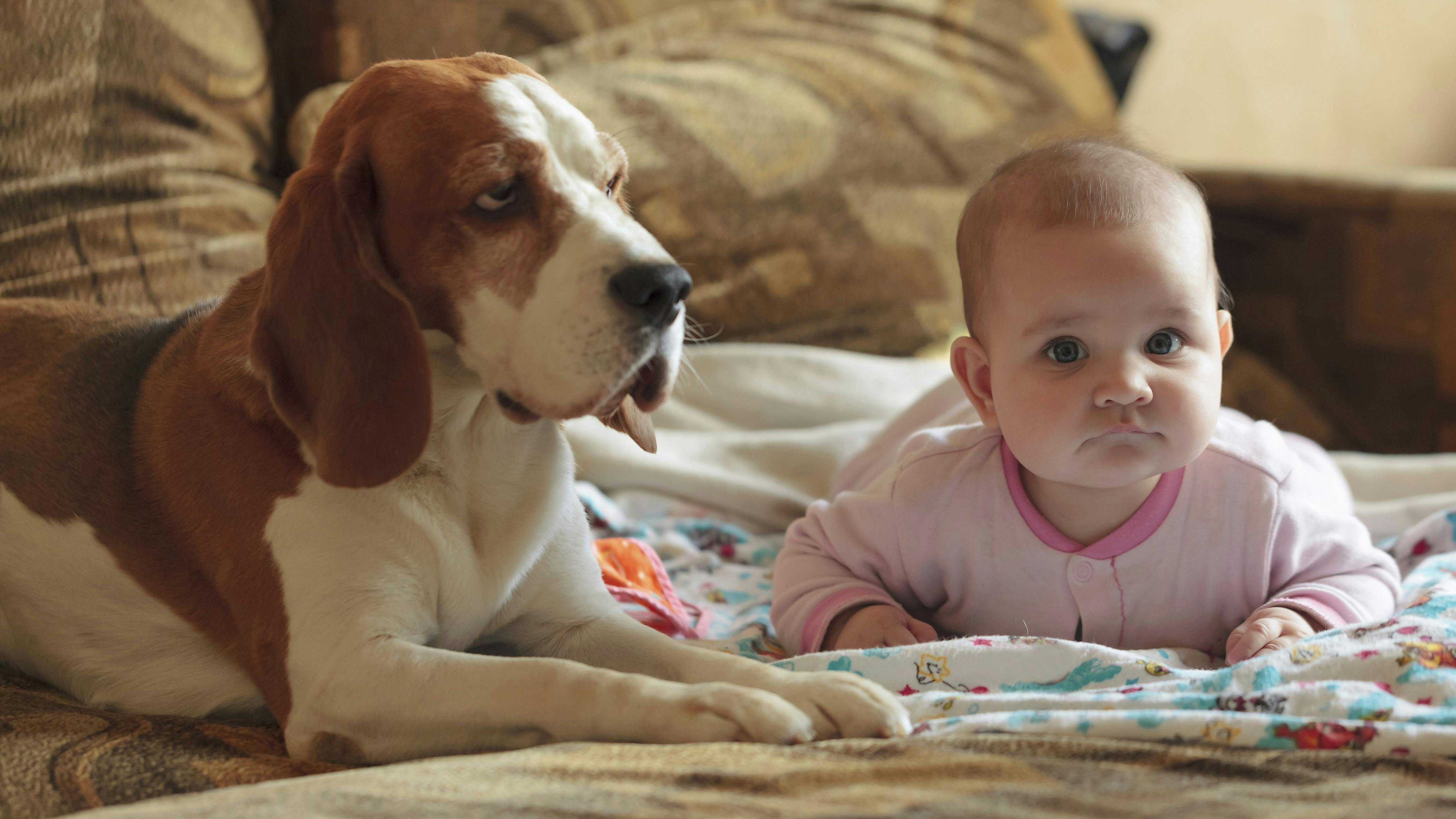 Hund ligger ved siden af baby på tæppe