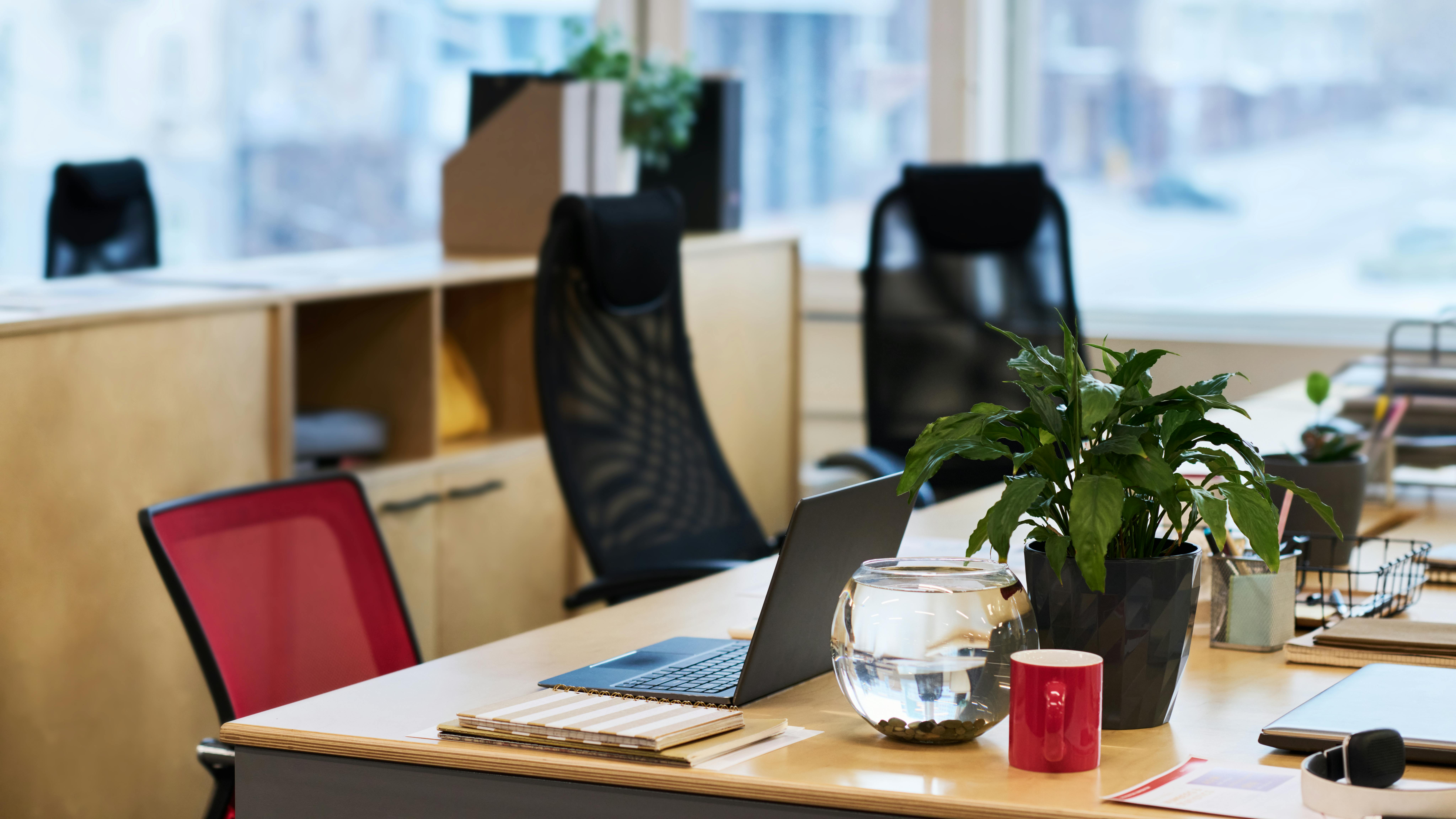 Workplace of designer or manager with laptop surrounded by green plant in flowerpot, notepads and fish tank with water in openspace office