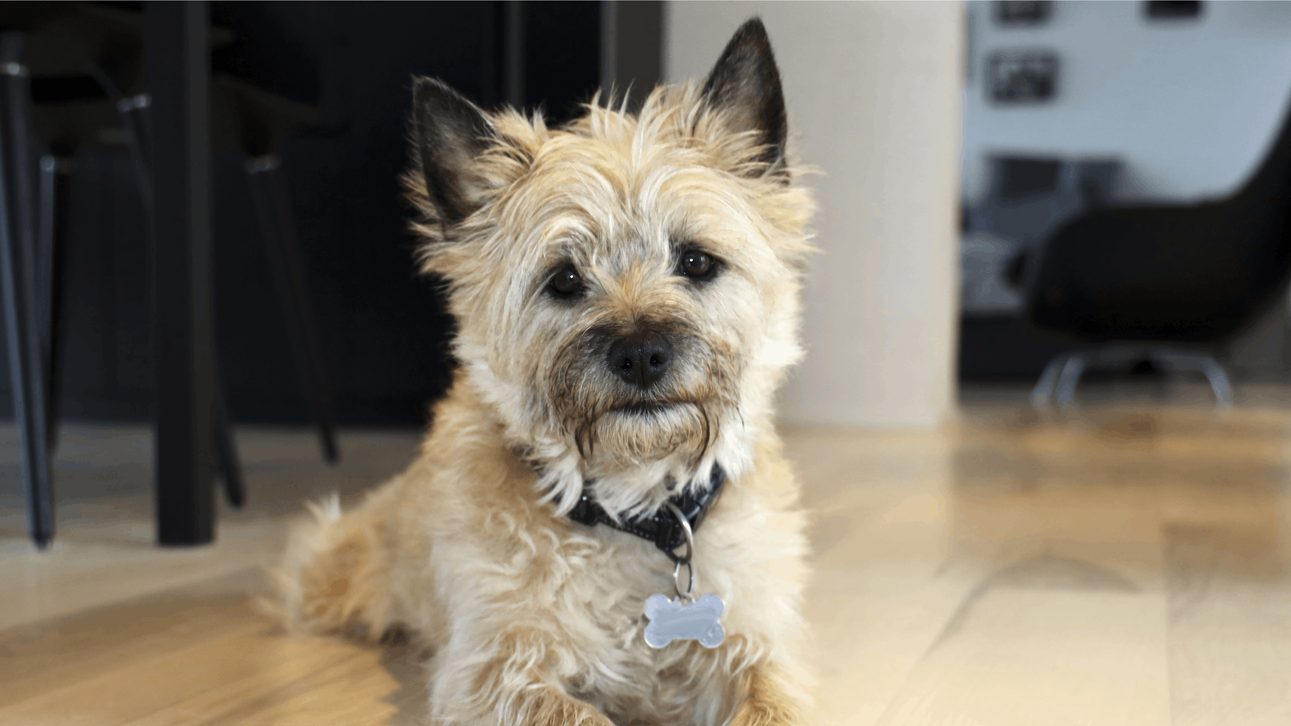 Terrier ligger på gulv