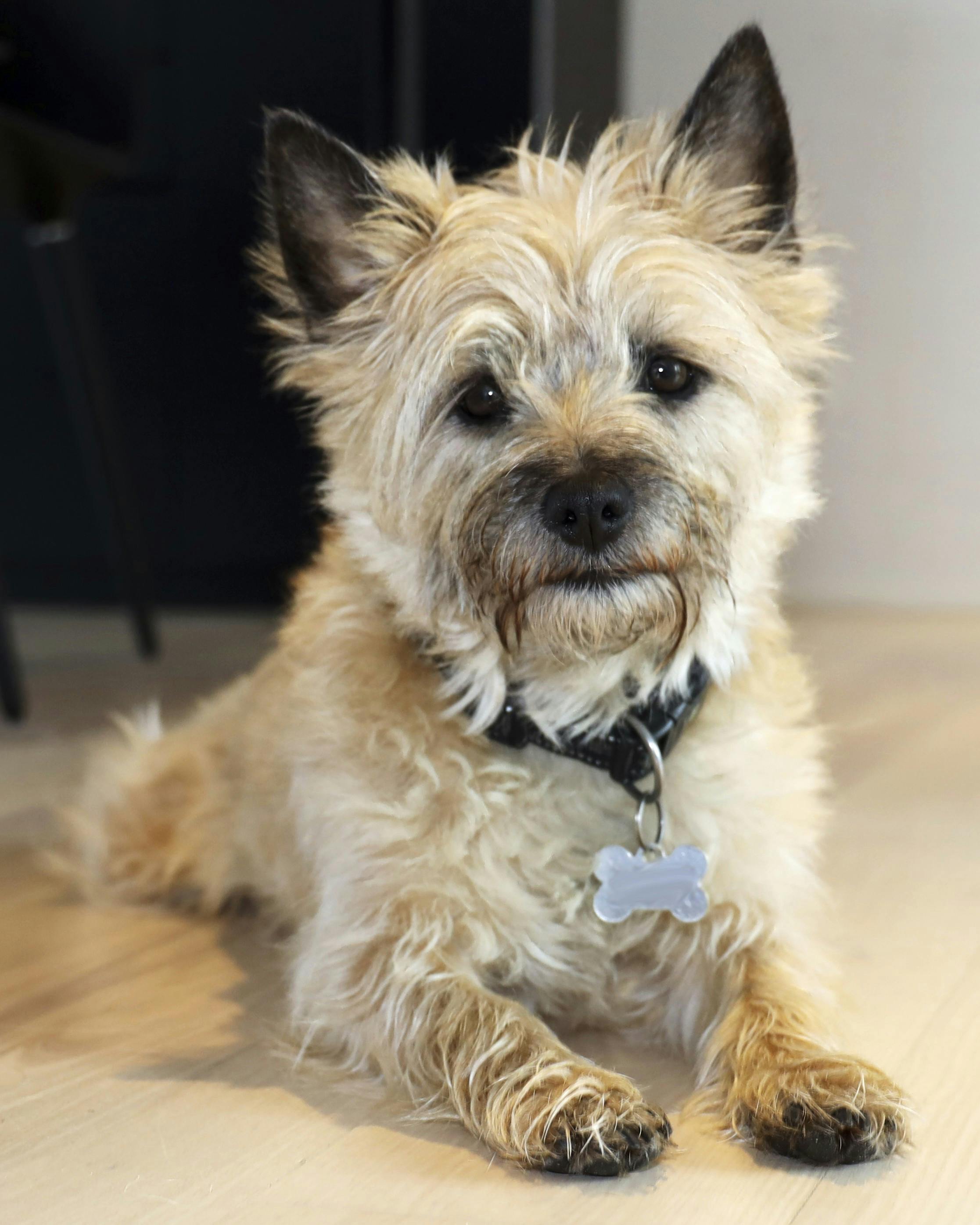 Terrier ligger på gulv