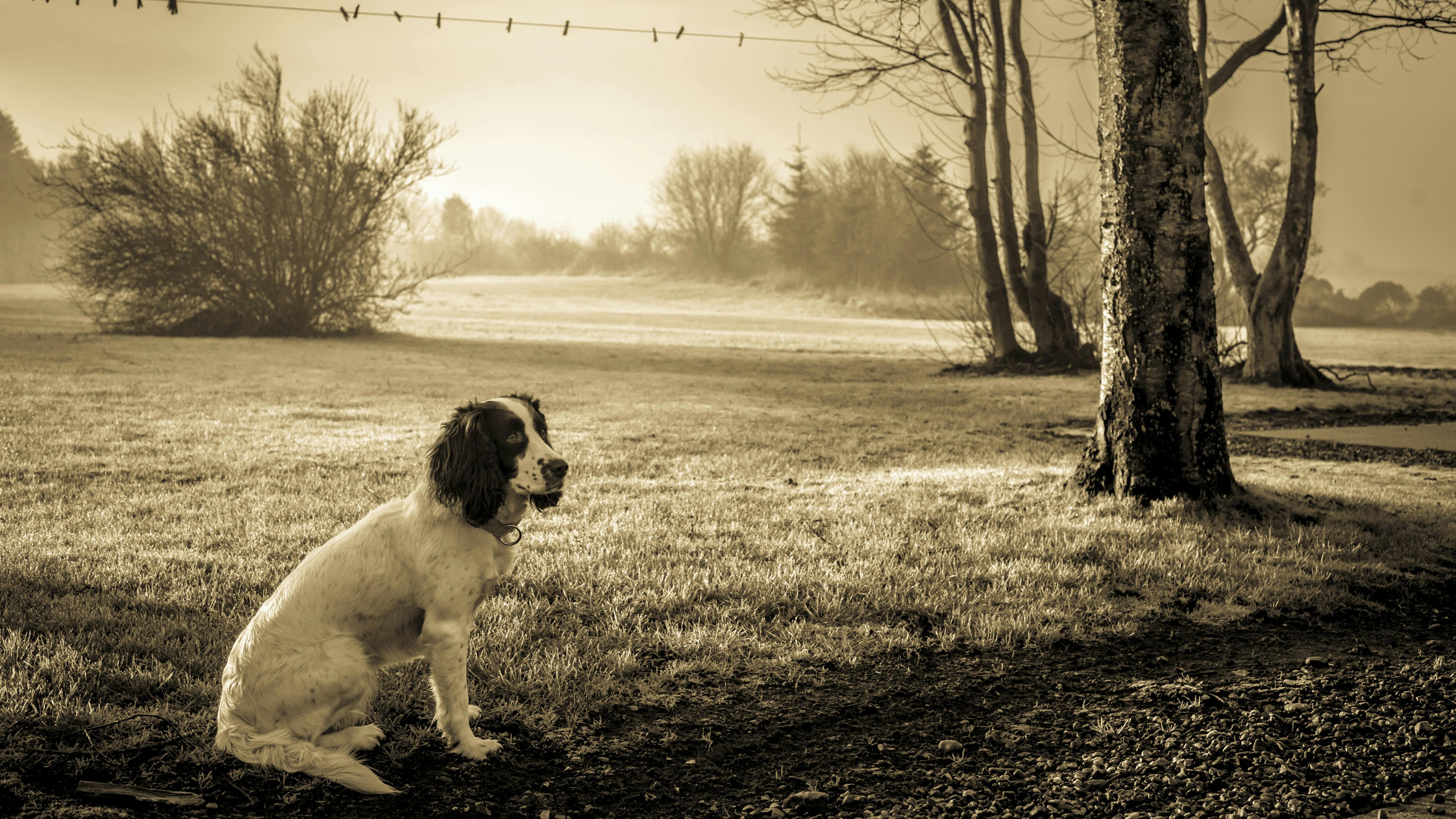 Sød Cocker Spaniel sidder på en mørk og kold mark