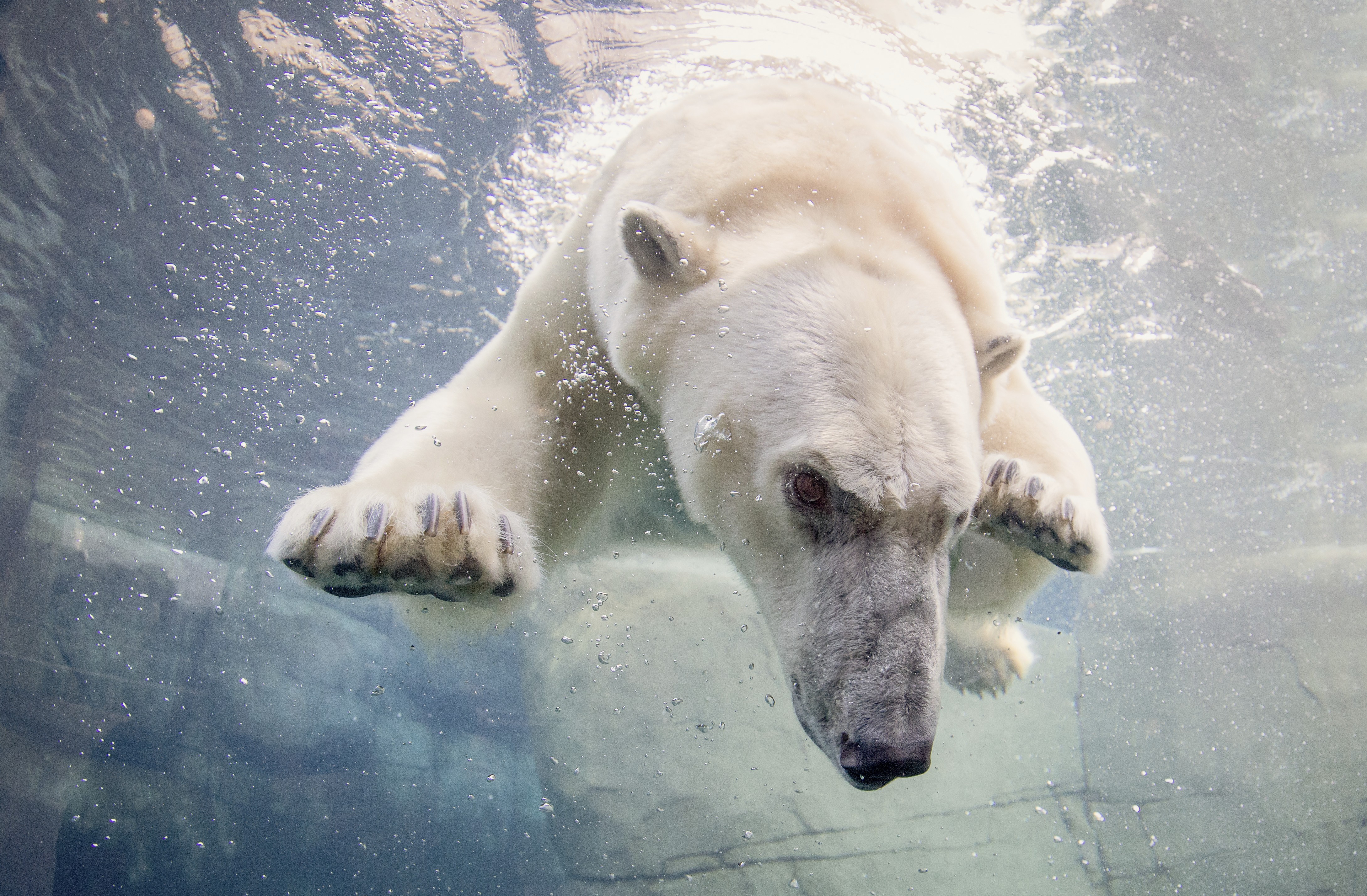 Isbjørn, der dykker