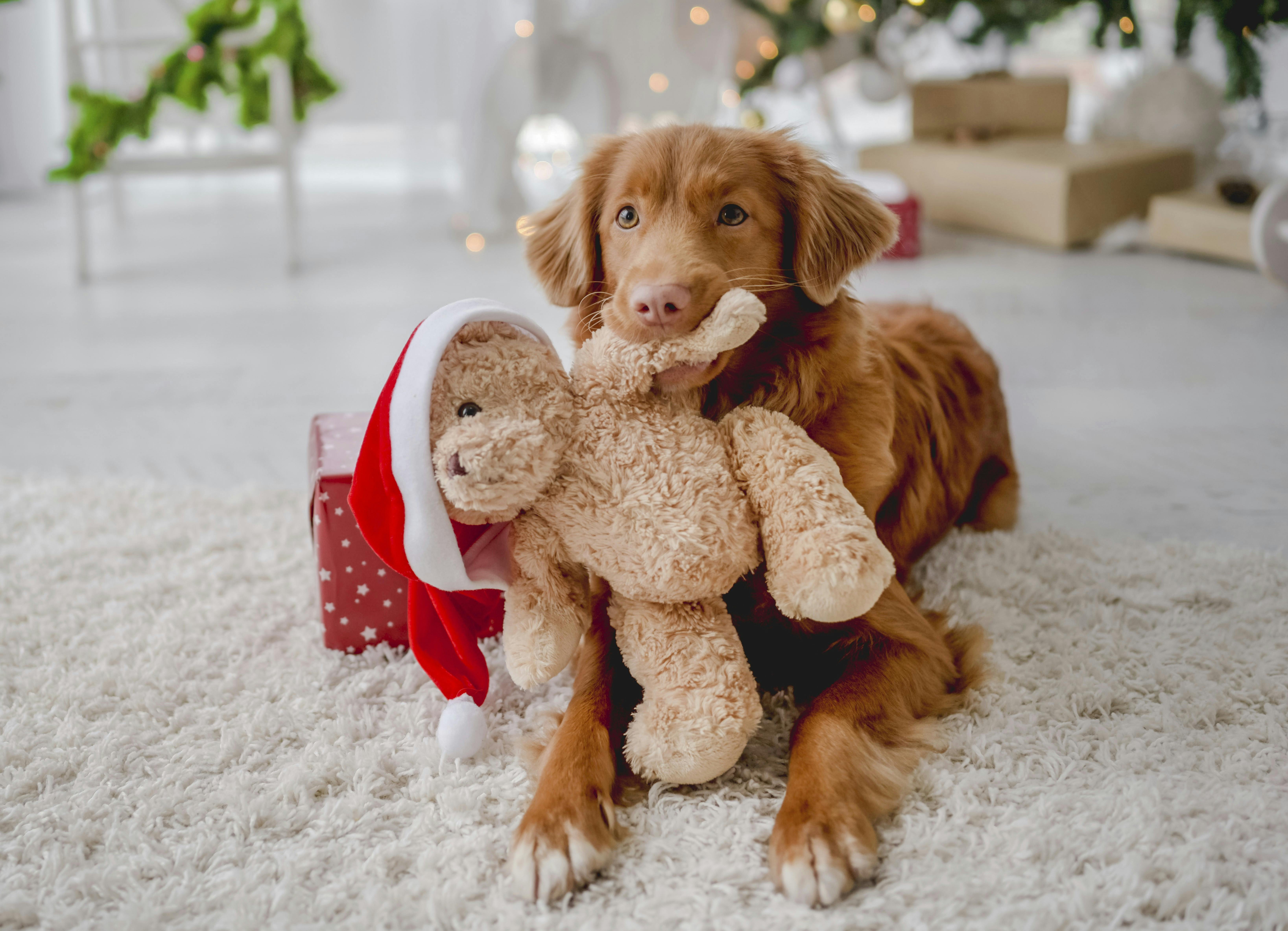 Toller retriever dog in Christmas time holding teddy bear toy with Santa hat at home with New Year festive decoration and gifts. Doggy pet and magic Xmas atmosphere