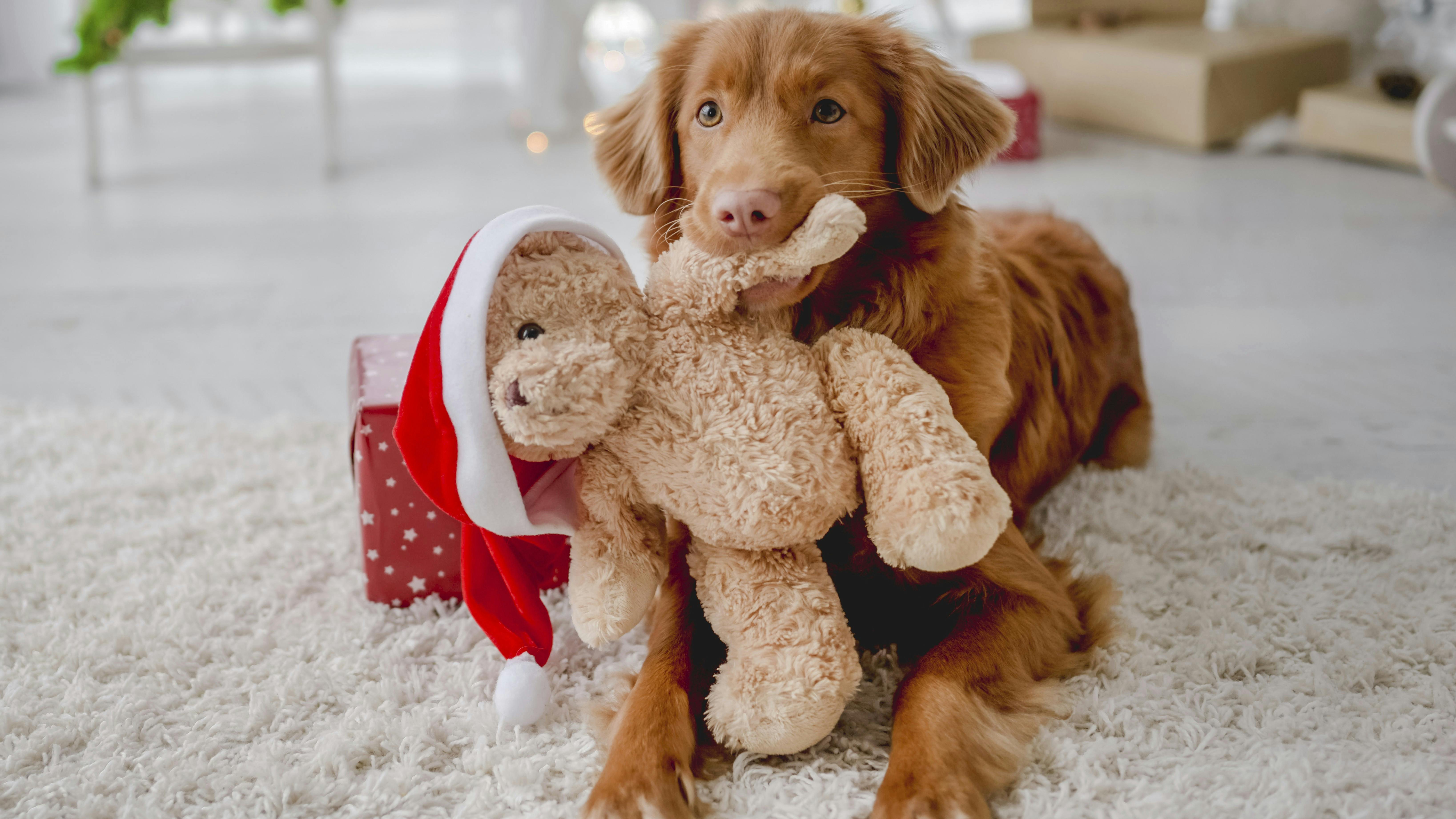 Toller retriever dog in Christmas time holding teddy bear toy with Santa hat at home with New Year festive decoration and gifts. Doggy pet and magic Xmas atmosphere