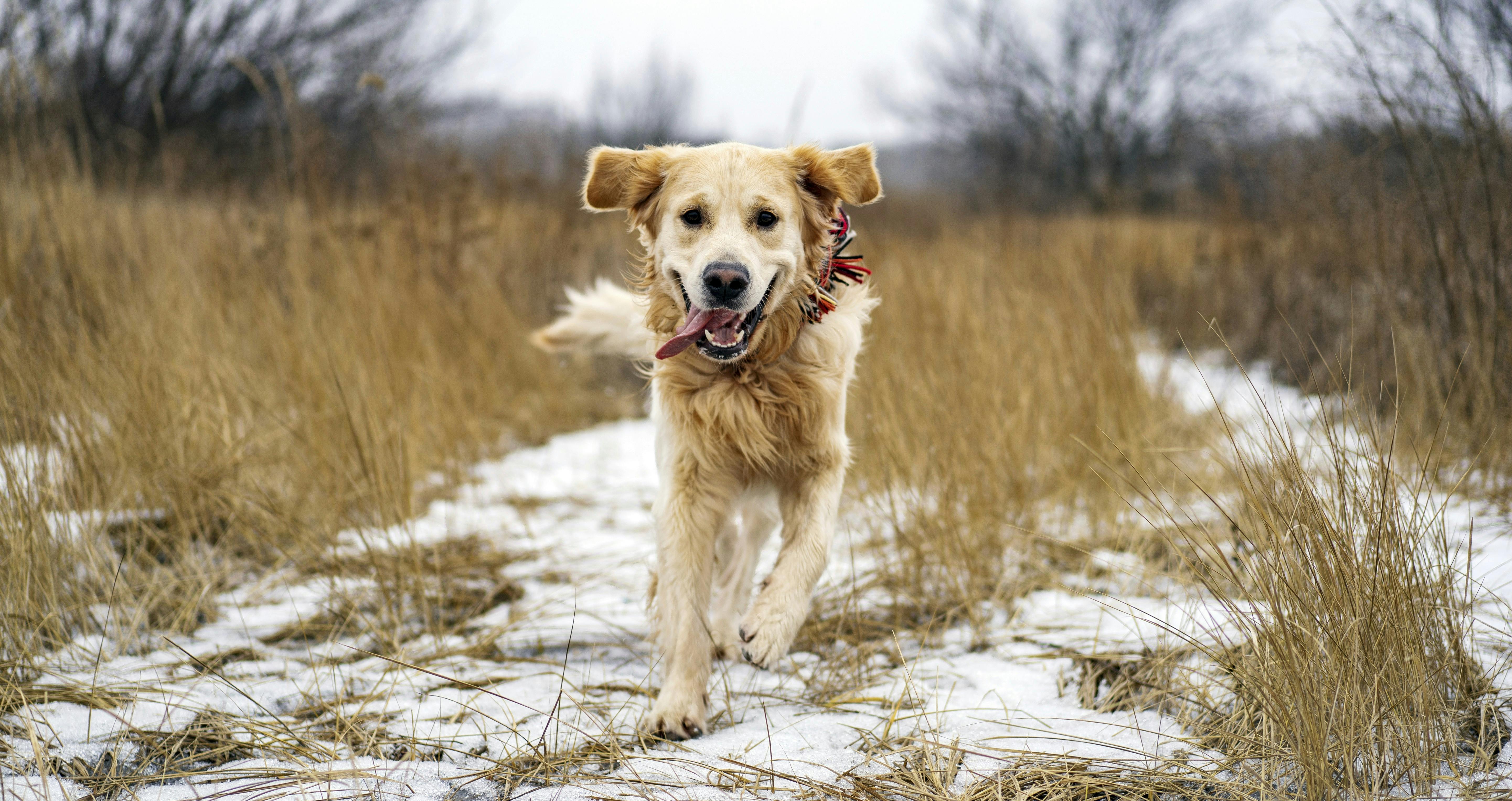 Golden retriever dog running on a snow path in a field with a tongue hanging out