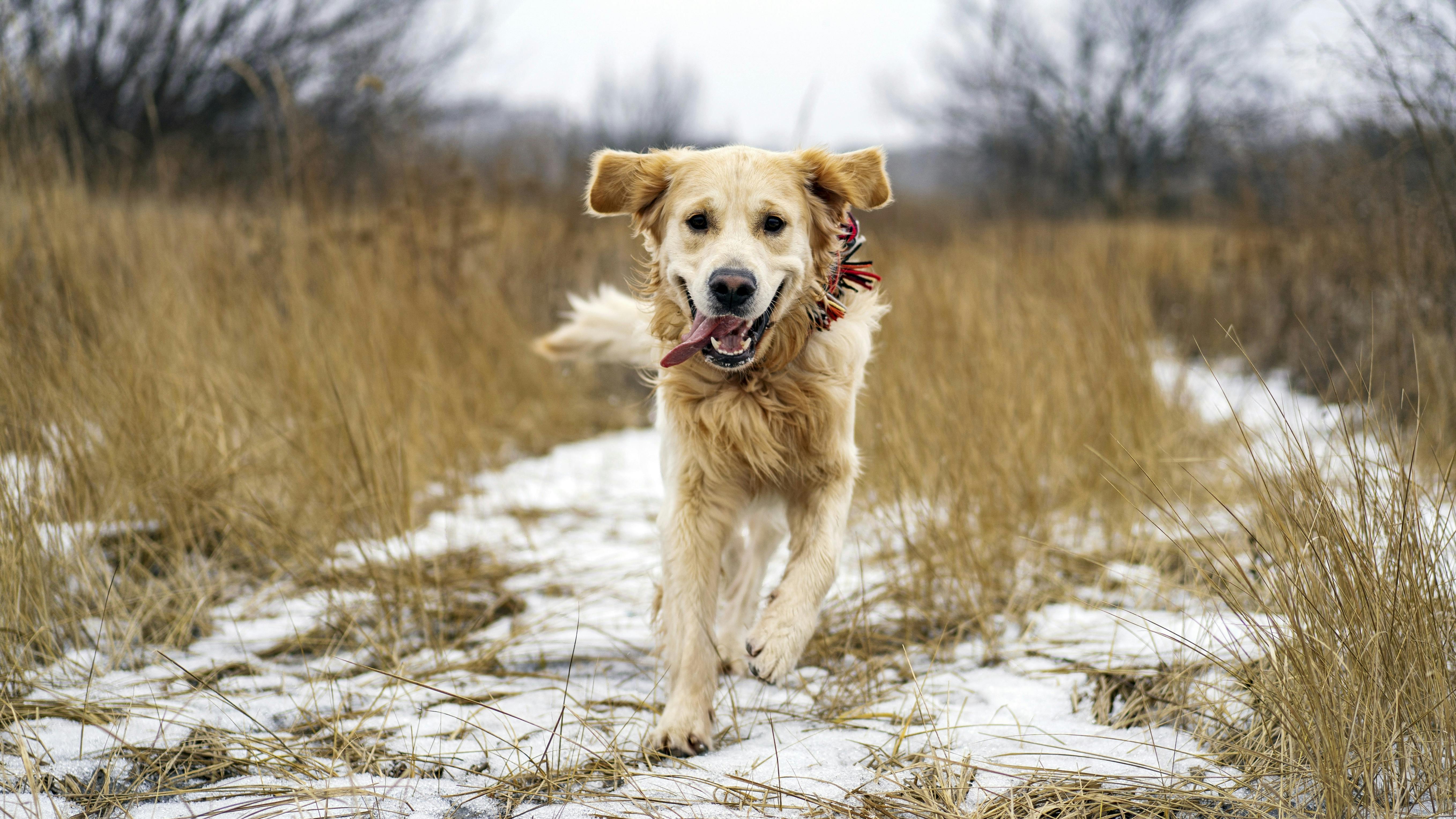 Golden retriever dog running on a snow path in a field with a tongue hanging out