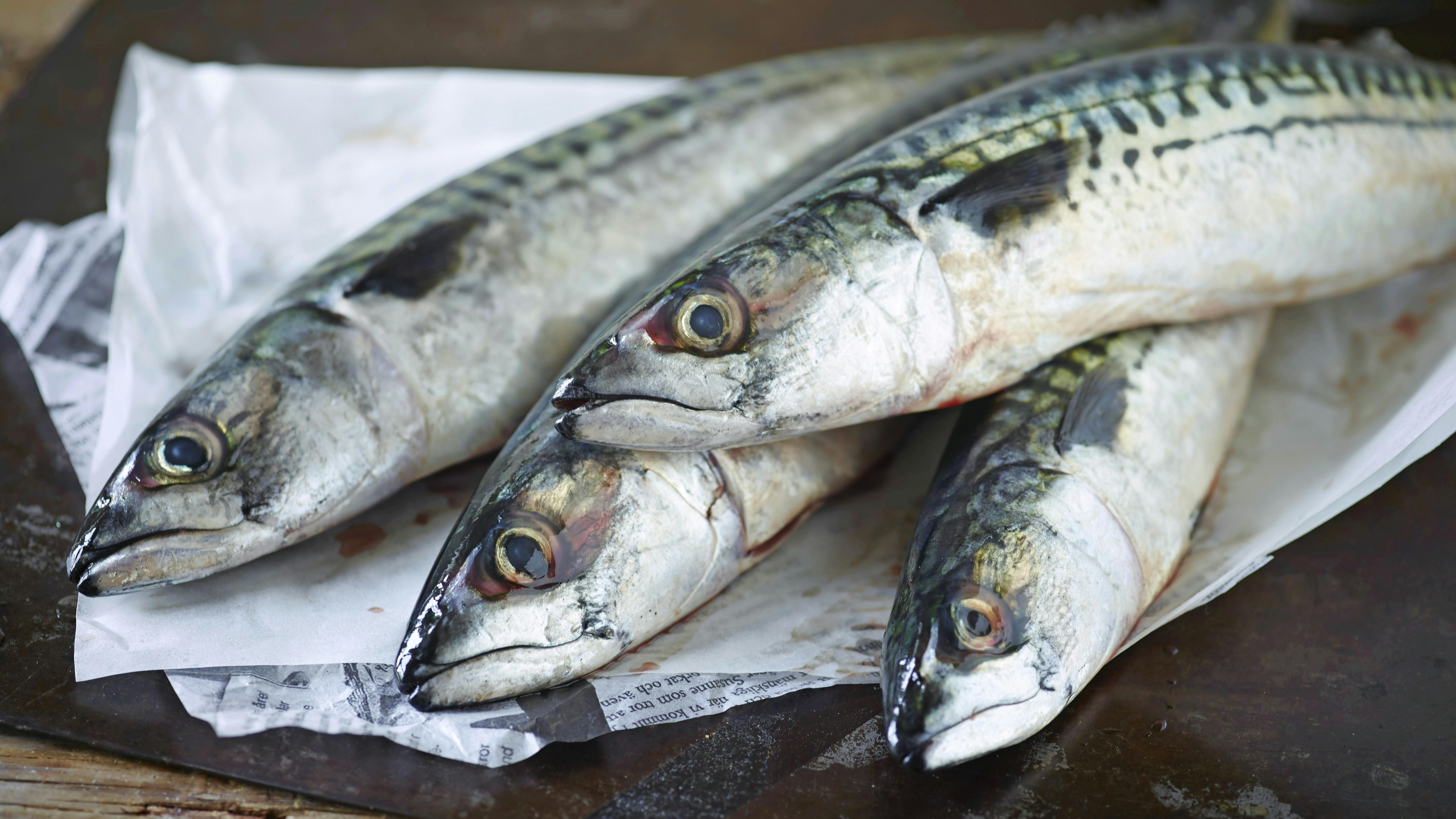 Fra muldjord til køkkenbord. Makrel med hoveder.