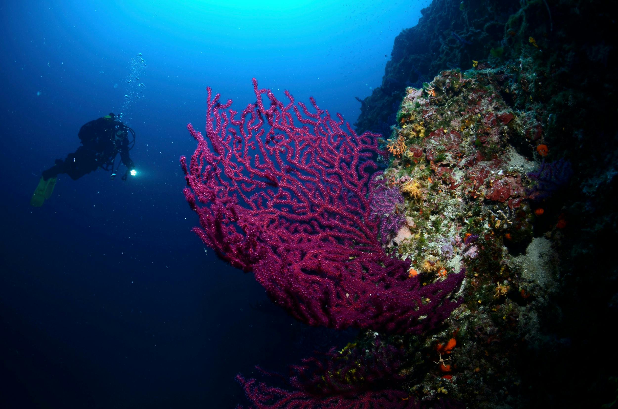 De røder koraller tiltrækker dykkere og også lokale, der omdanner dem til smykker. Vær opmærksom på reglerne for bæredygtigt koralfiskeri.
