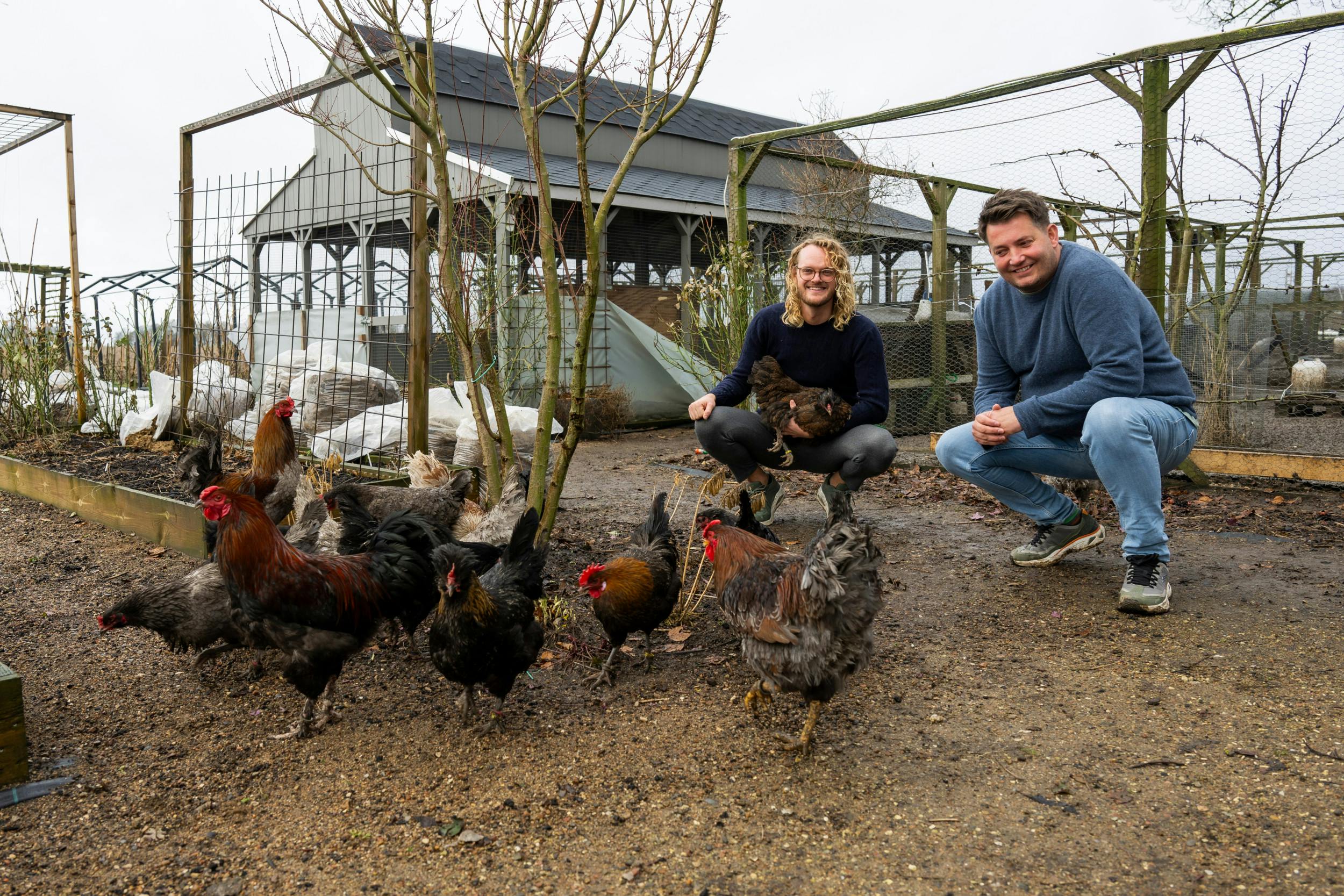 En flok høns er blevet sluppet løs til ære for fotografen. Kort efter kastede de sig dog lystigt over et bed med spæde staude-skud og måtte gennes tilbage i hønsegården.