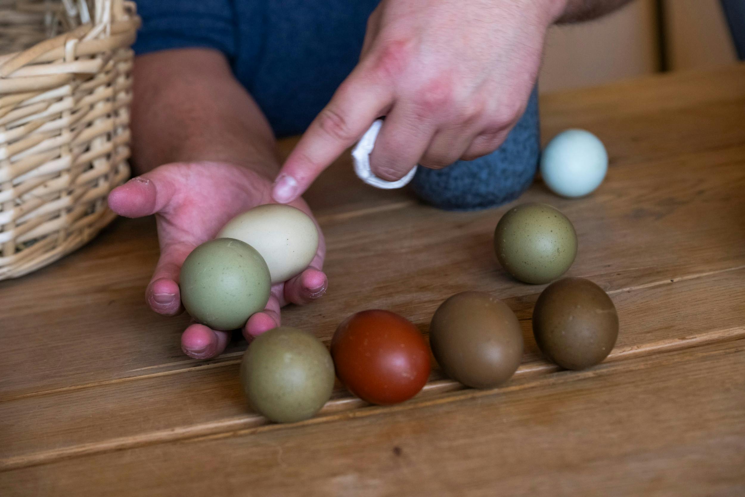 Janus og Kåre skal levere 5.000 æg til en udstilling på et naturhistorisk museum i Pittsburgh. Æggene bliver pustet ud med en dertil indrettet æggepuster fra en hobbyforretning.