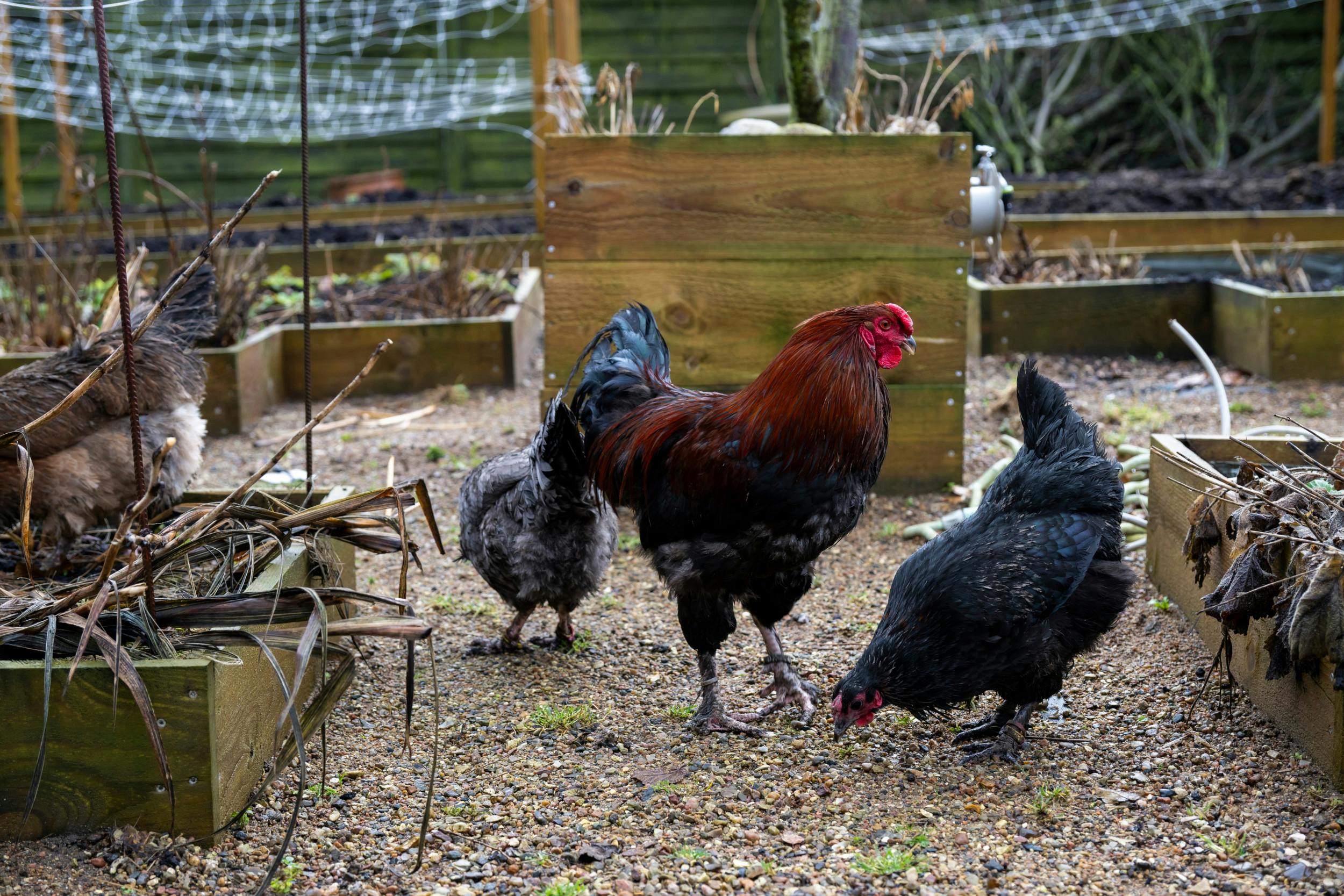 Lige nu går der 150 høns hos Janus og Kåre, men de skal ned på 30.