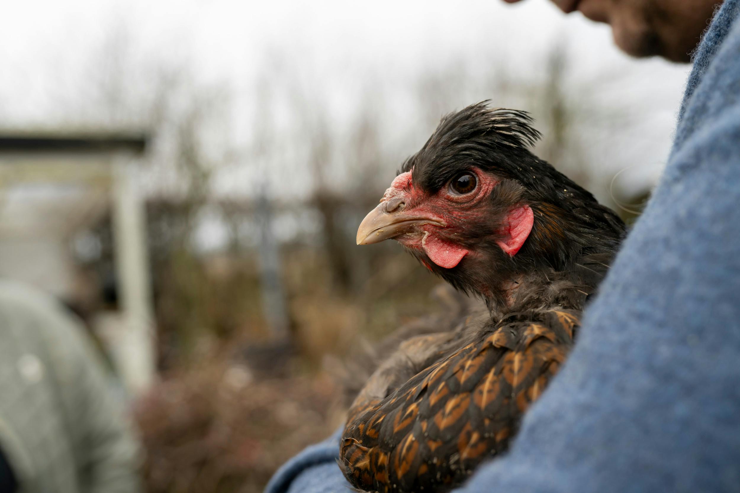 En af de første høns, de fik, lever stadig i bedste velgående, men hjemme hos en af Janus og Kåres veninder. Hønen er otte år og hedder Lavendla.