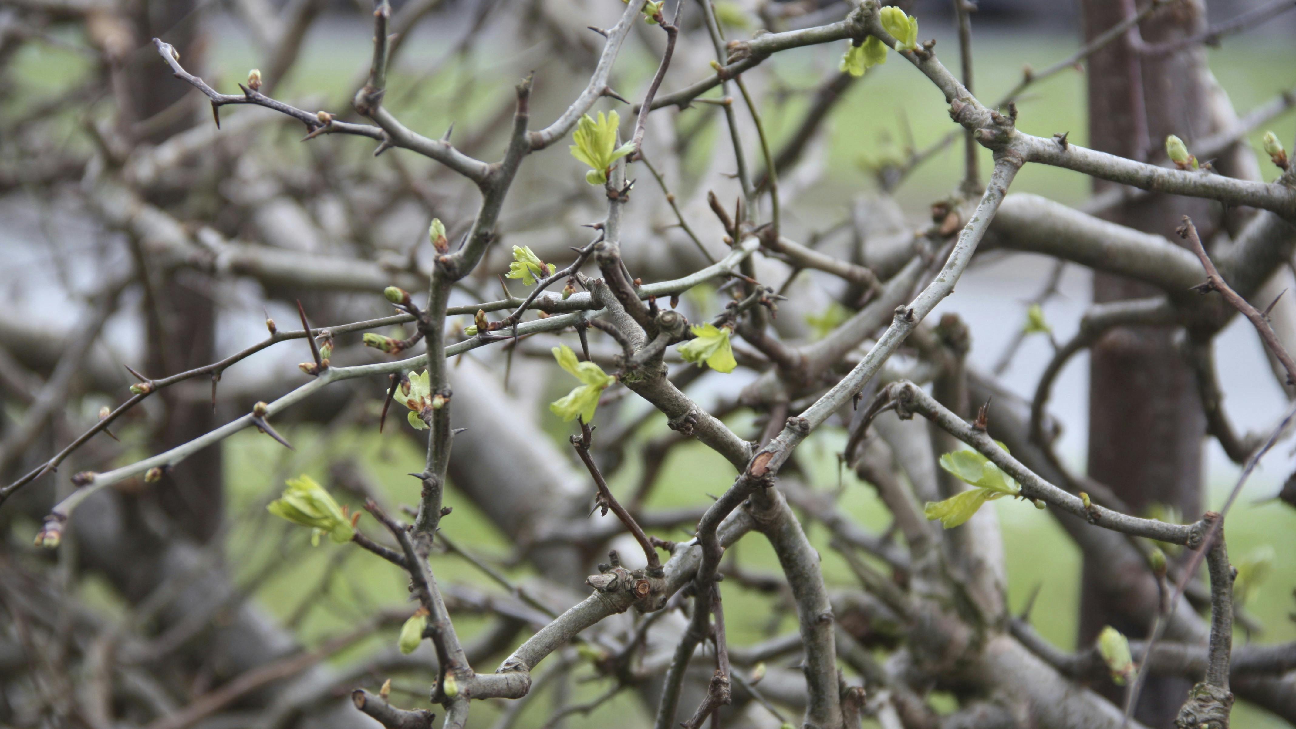 Spørg haveeksperten