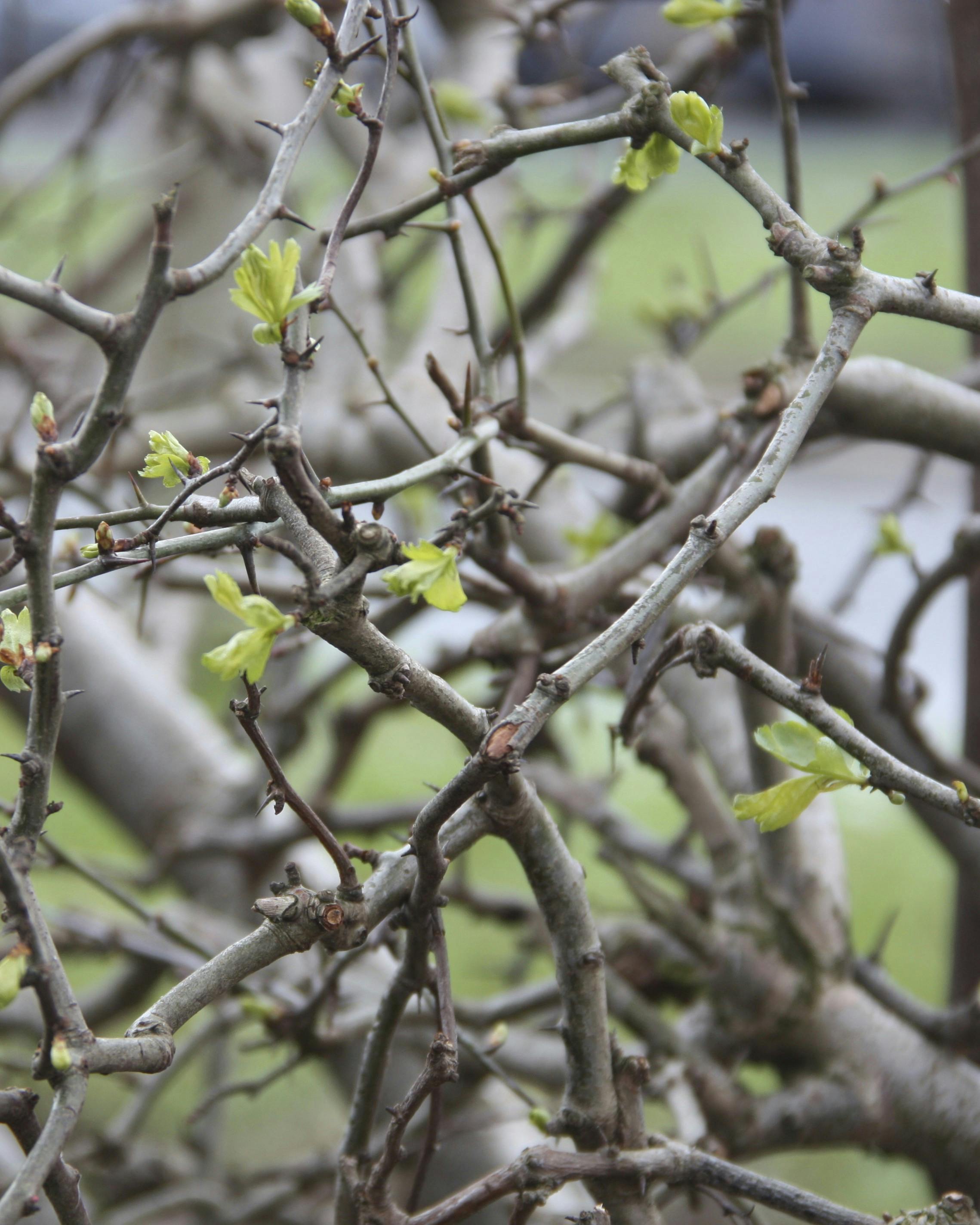 Spørg haveeksperten