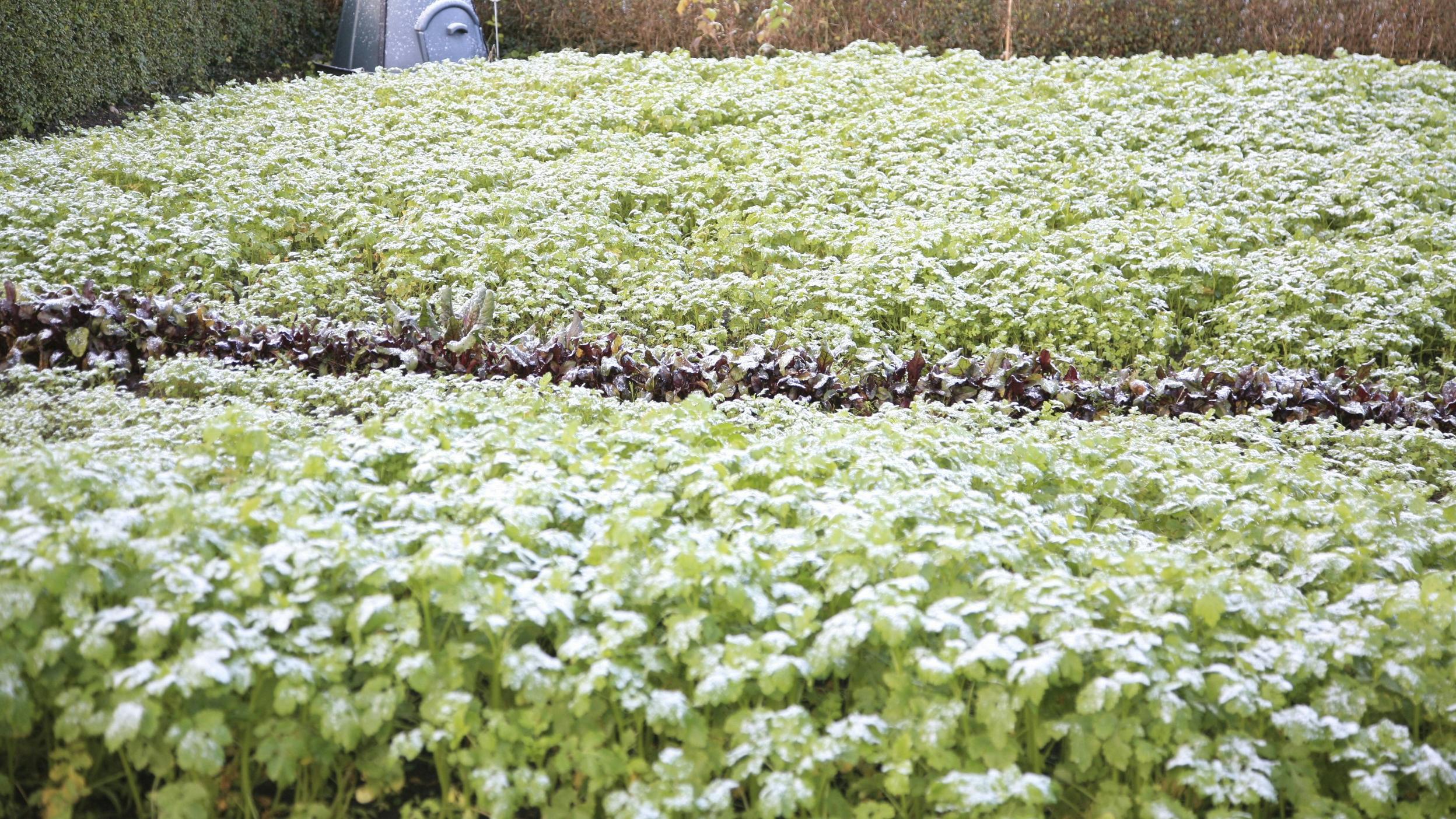 Gul sennep i havens bede.