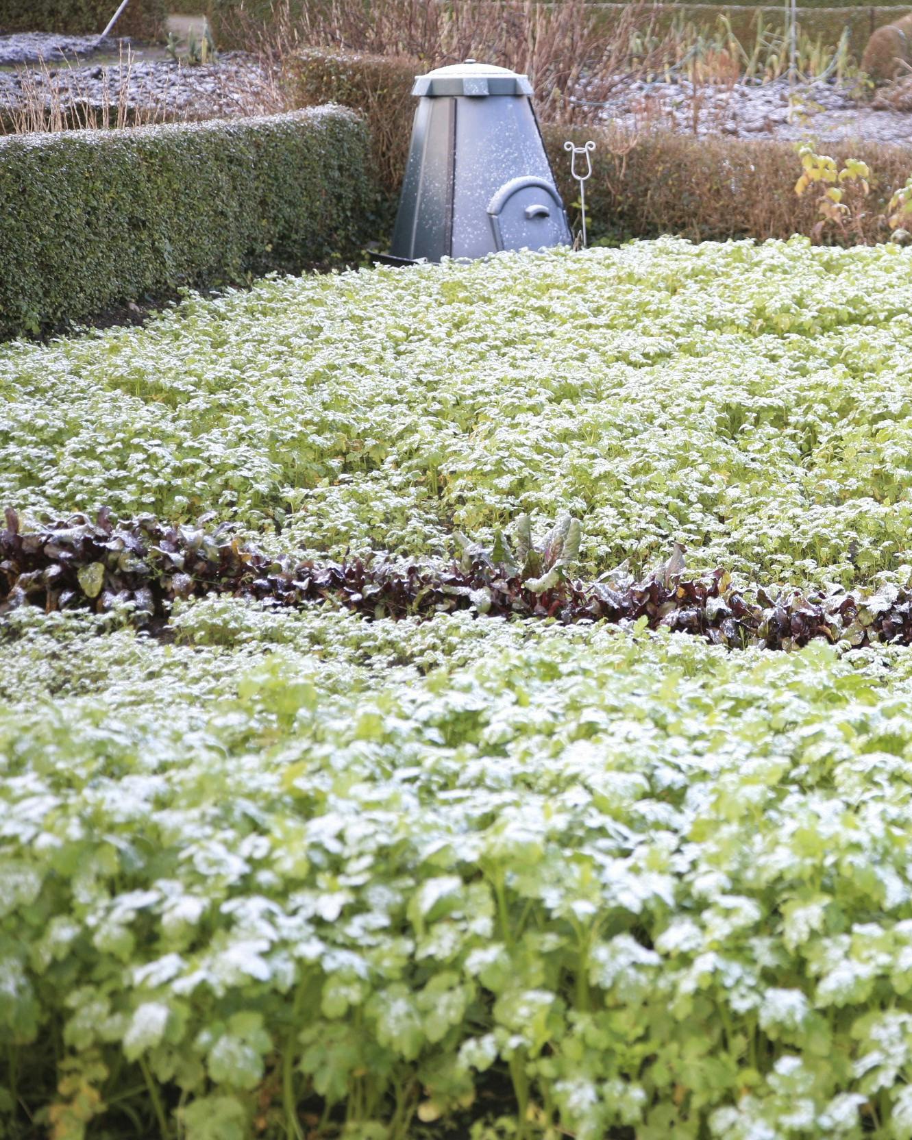 Gul sennep i havens bede.