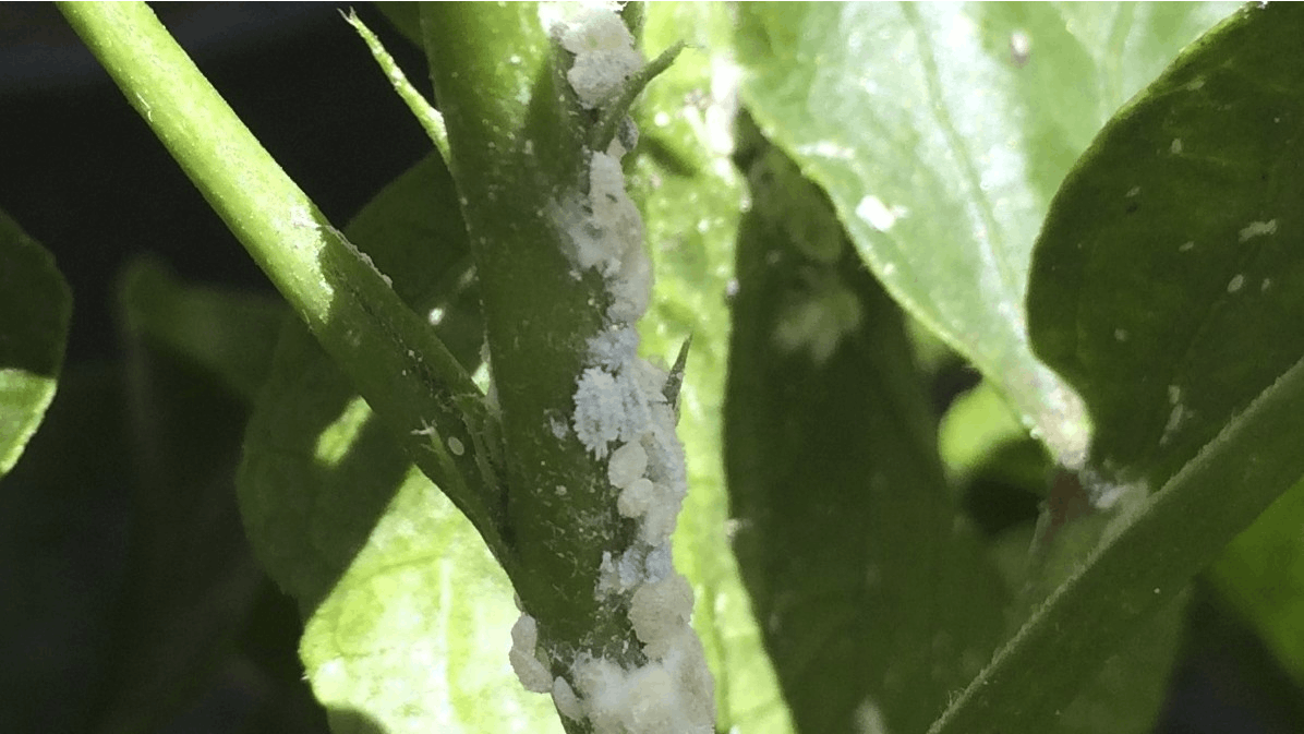 Citrontræ med uldlus