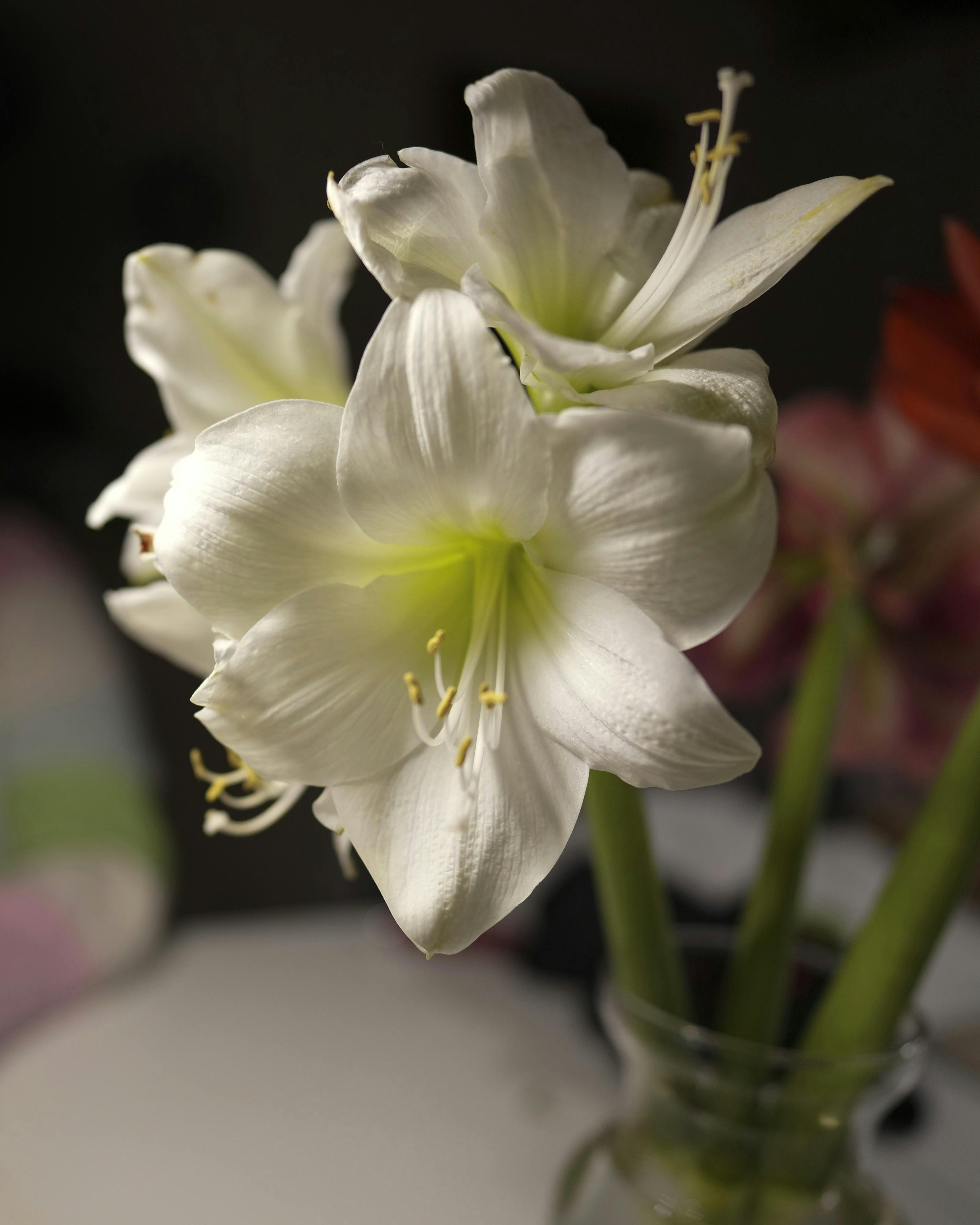 https://imgix.familiejournal.dk/2025-01-21/20241103_CFI00033-1.jpg