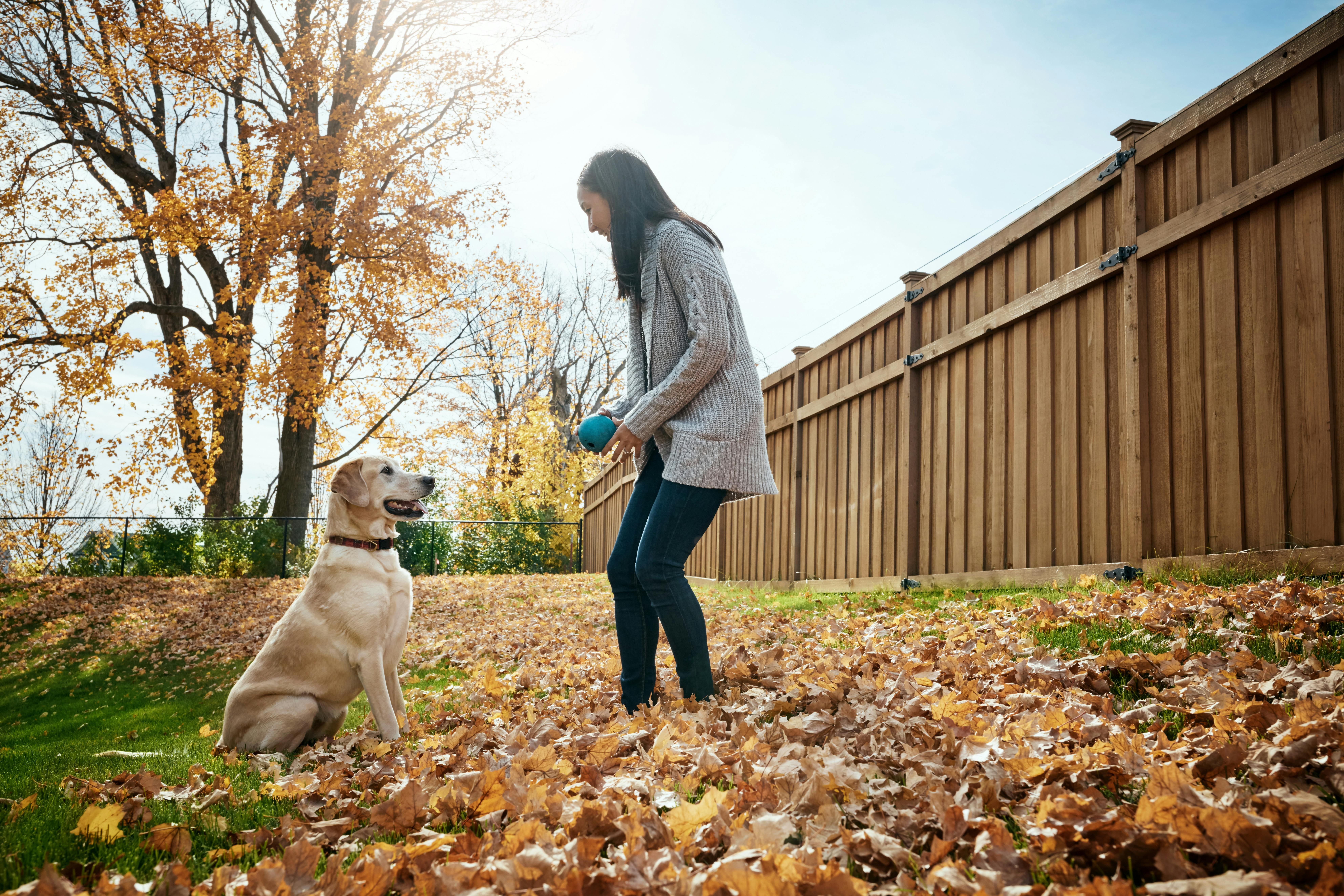 Woman, dog and ball training outdoor in autumn for wellness, love and playing together with happiness. Female person, labrador and exercise in garden for animal welfare, bonding and puppy health.