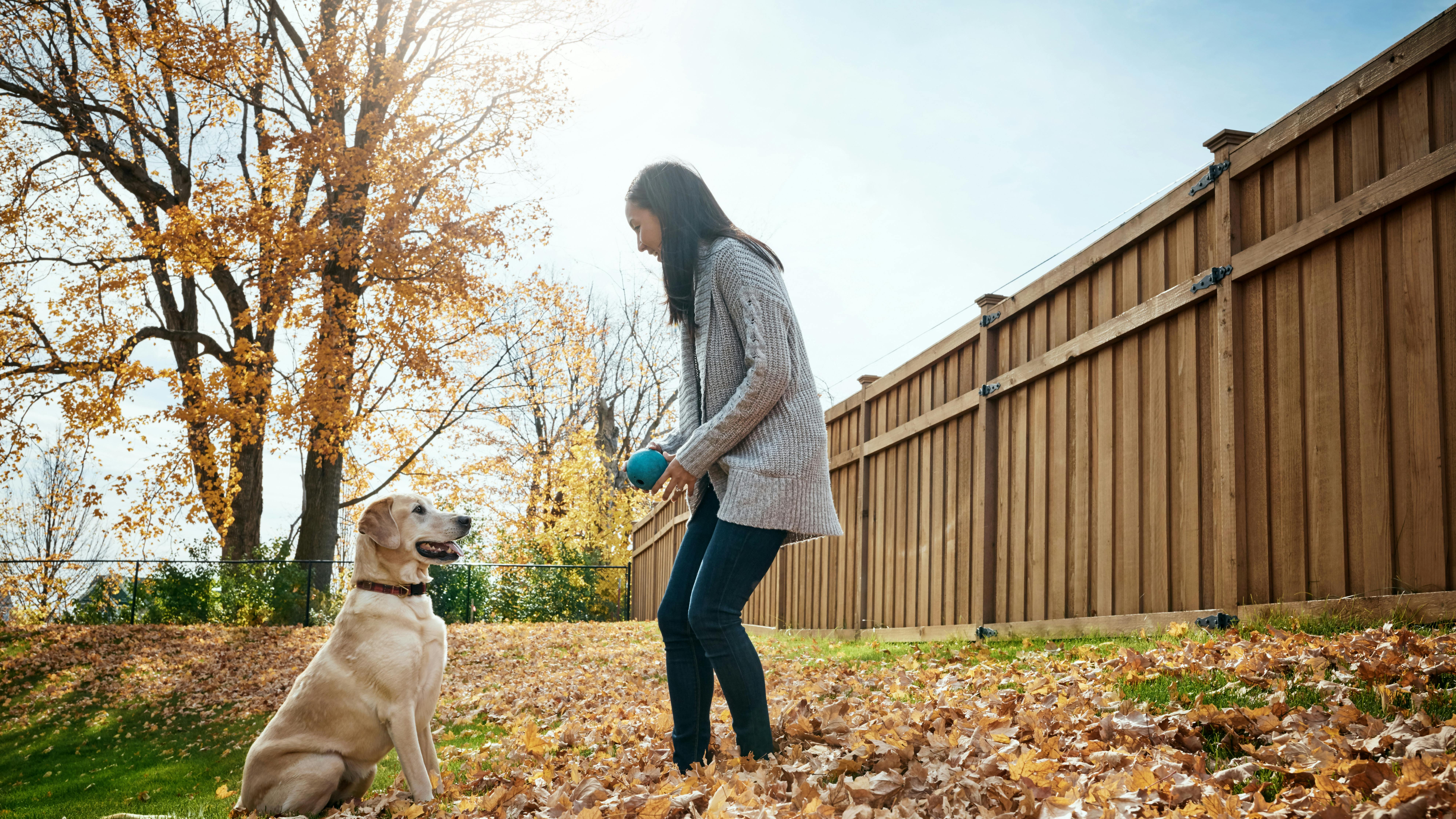 Woman, dog and ball training outdoor in autumn for wellness, love and playing together with happiness. Female person, labrador and exercise in garden for animal welfare, bonding and puppy health.