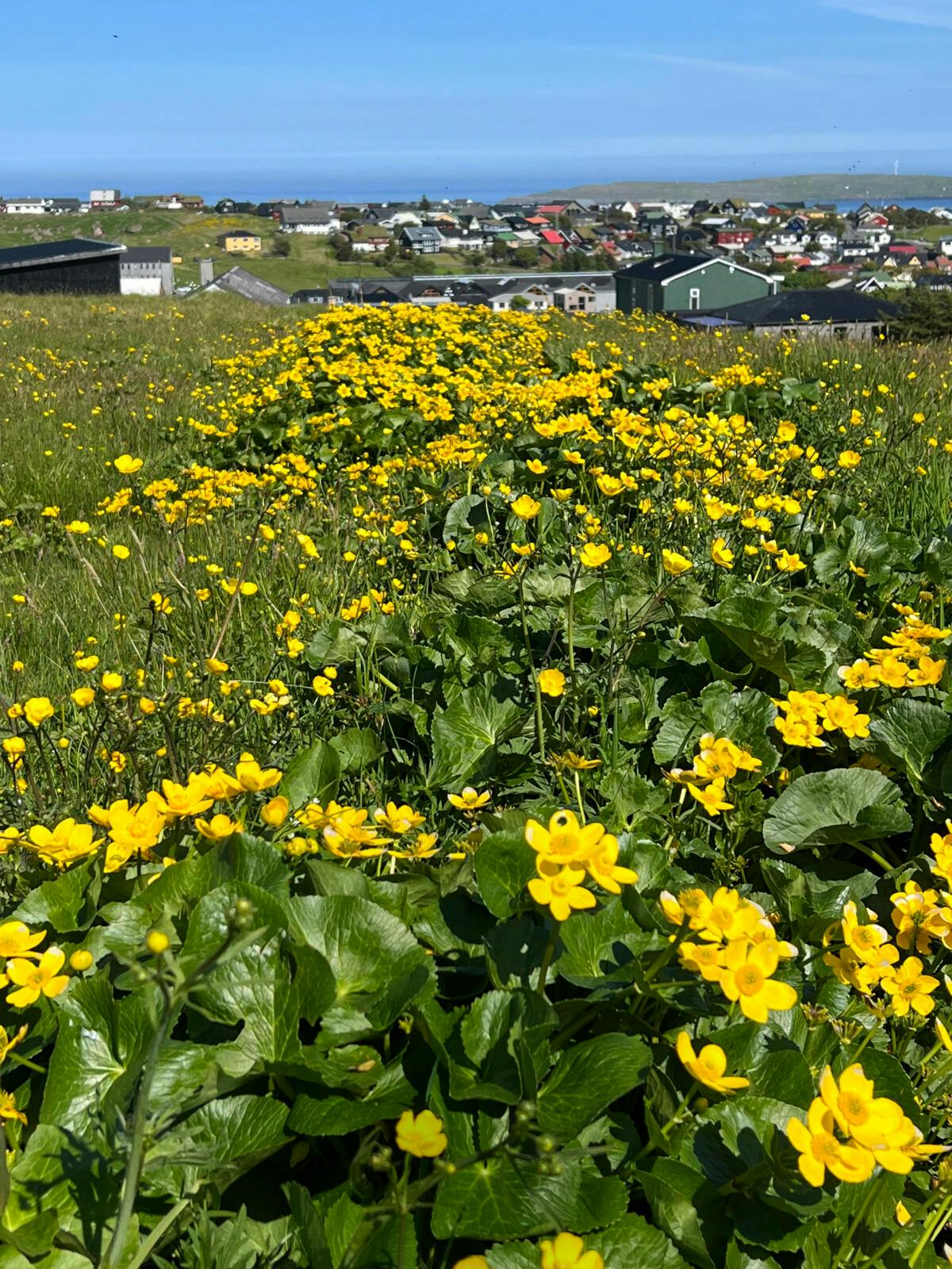 Færøernes nationalblomst, solja, engkabbeleje