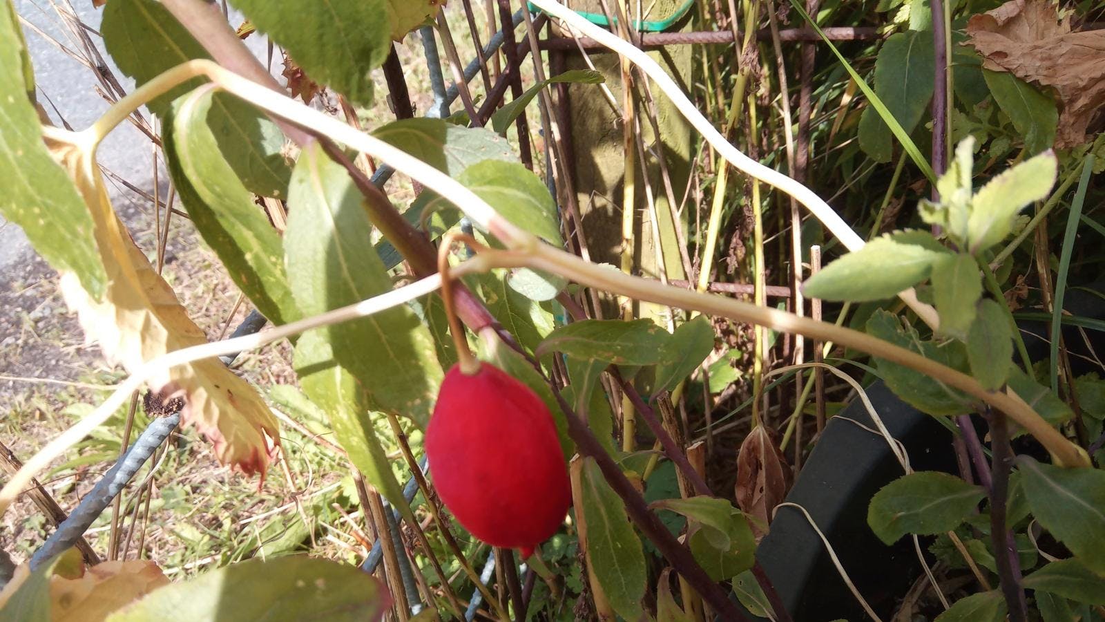 En ukendt plante med røde frugter er havnet i læserens krukke.